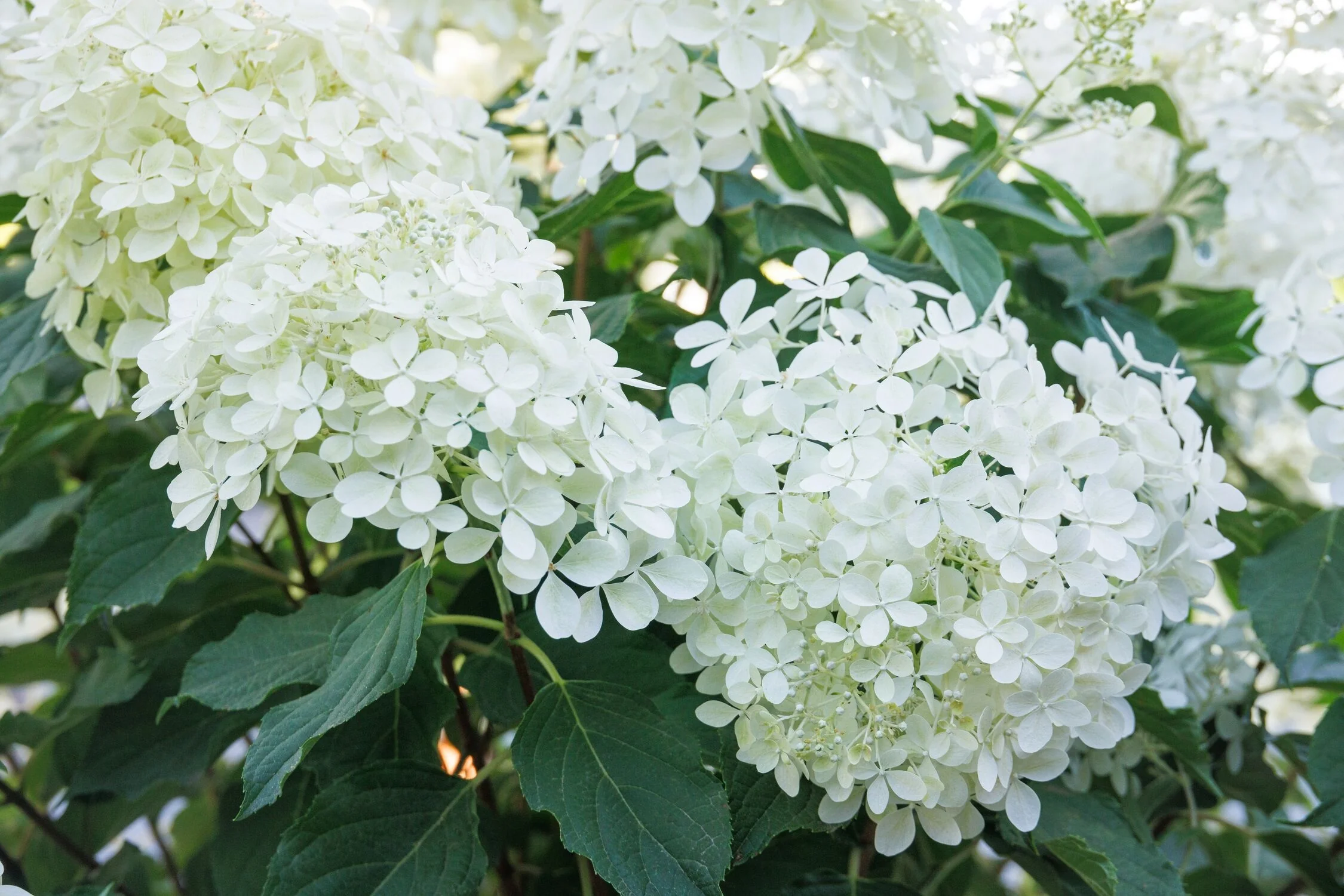 Phantom Panicle Hydrangea 4 Phantom Panicle Hydrangea