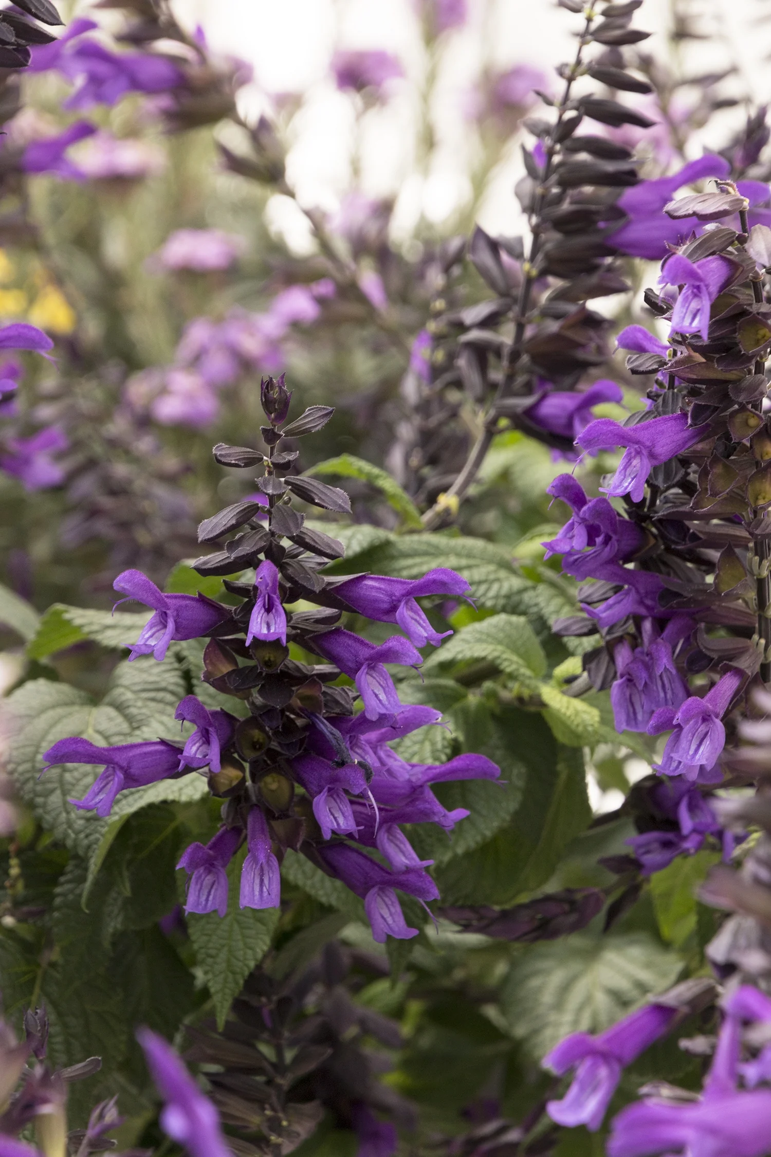 Friendship Sage 8 Friendship Sage