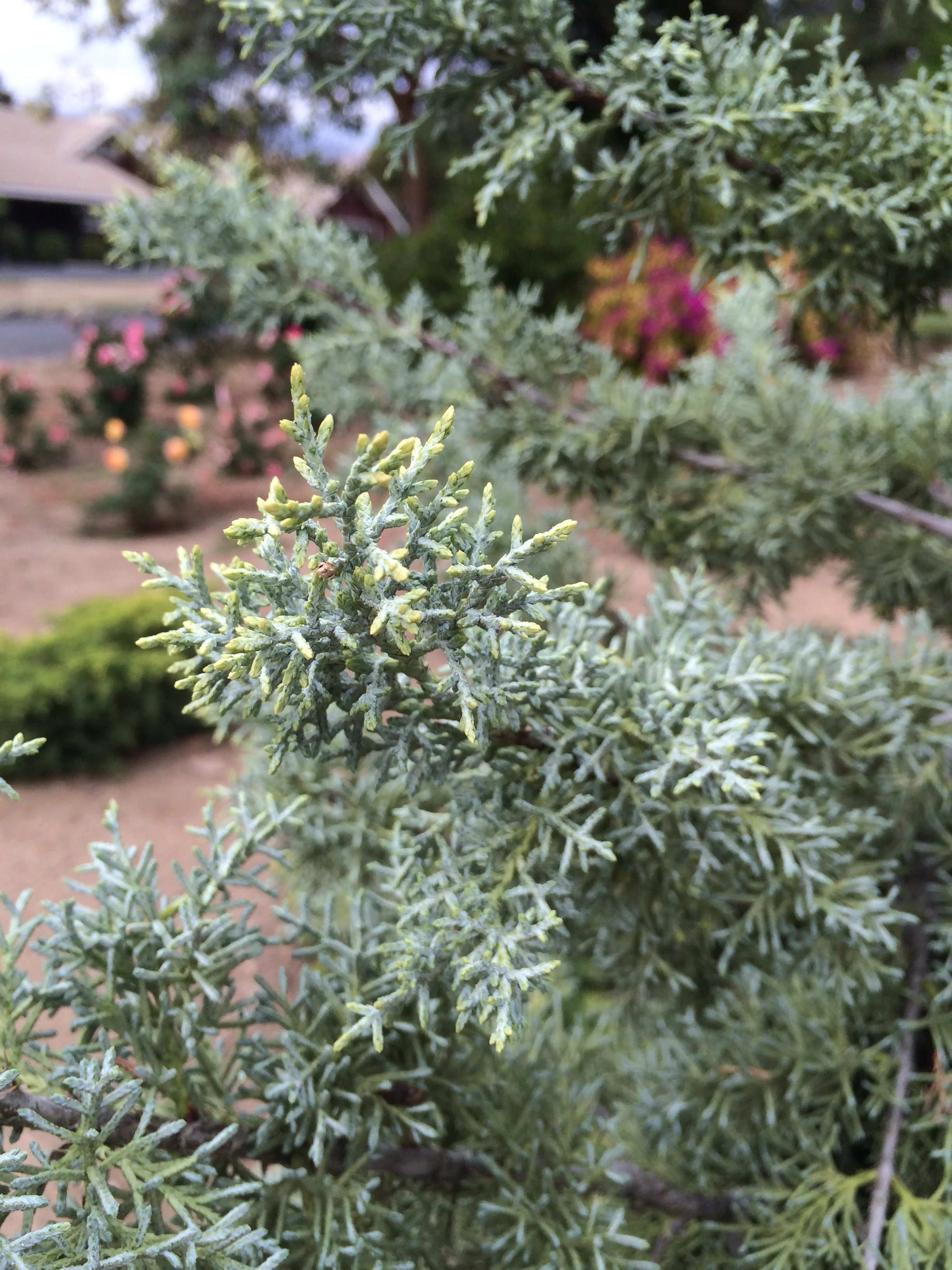 Chaparral Arizona Cypress 1 Chaparral Arizona Cypress