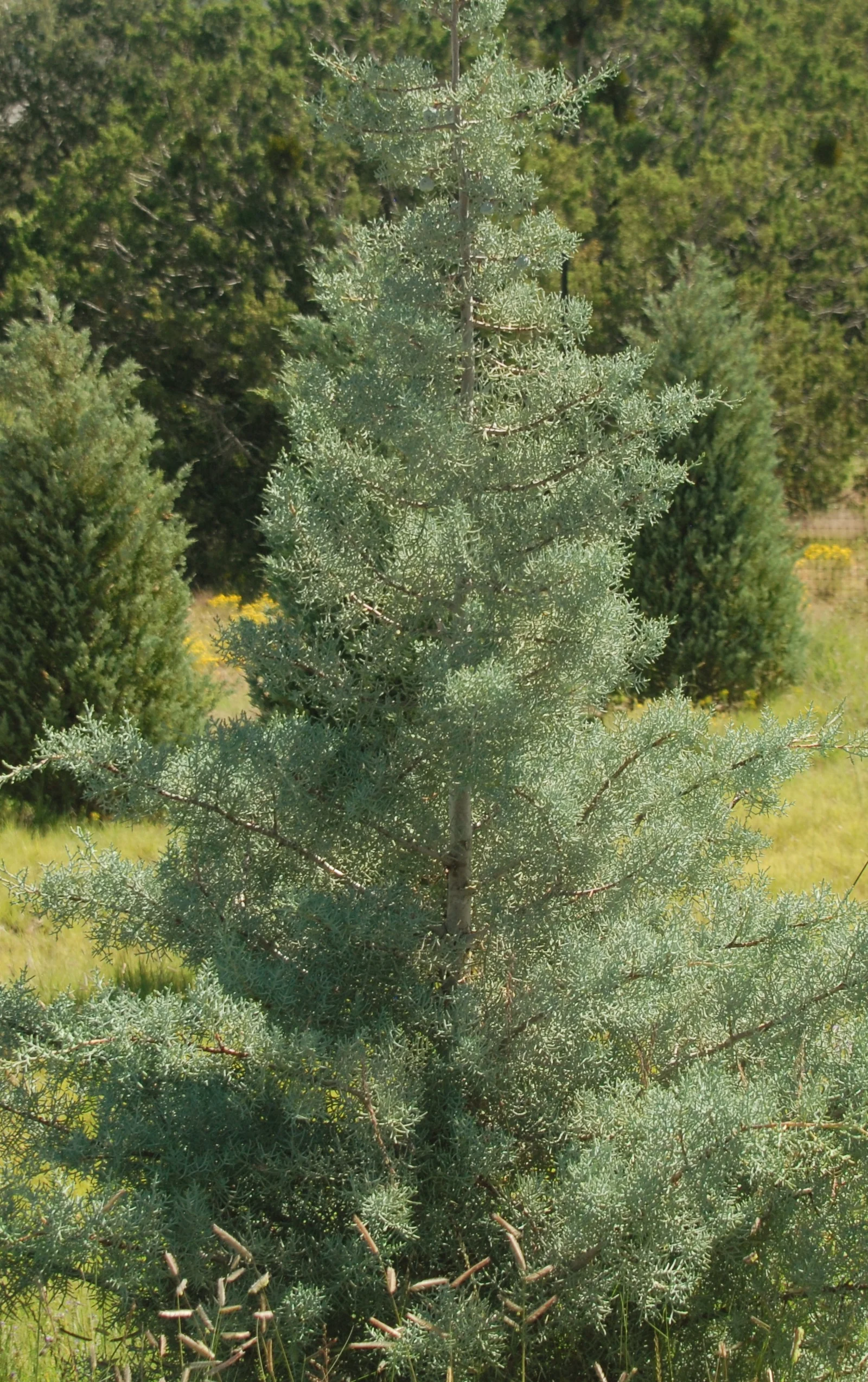 Chaparral Arizona Cypress 2 Chaparral Arizona Cypress