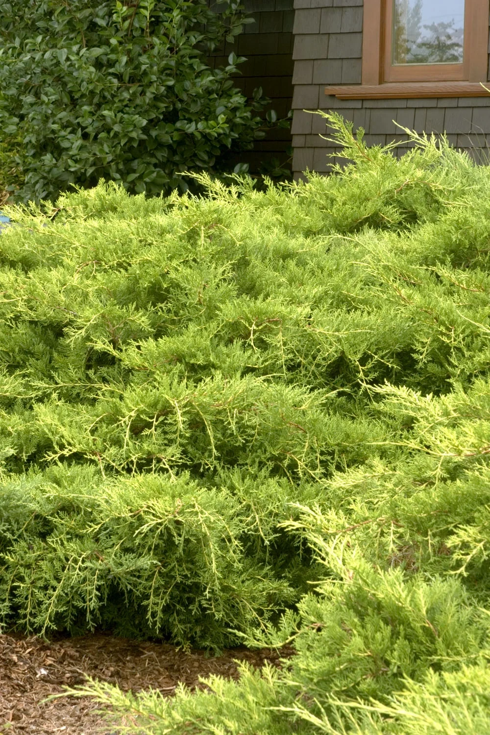 Gold Coast® Juniper 4 Gold Coast® Juniper