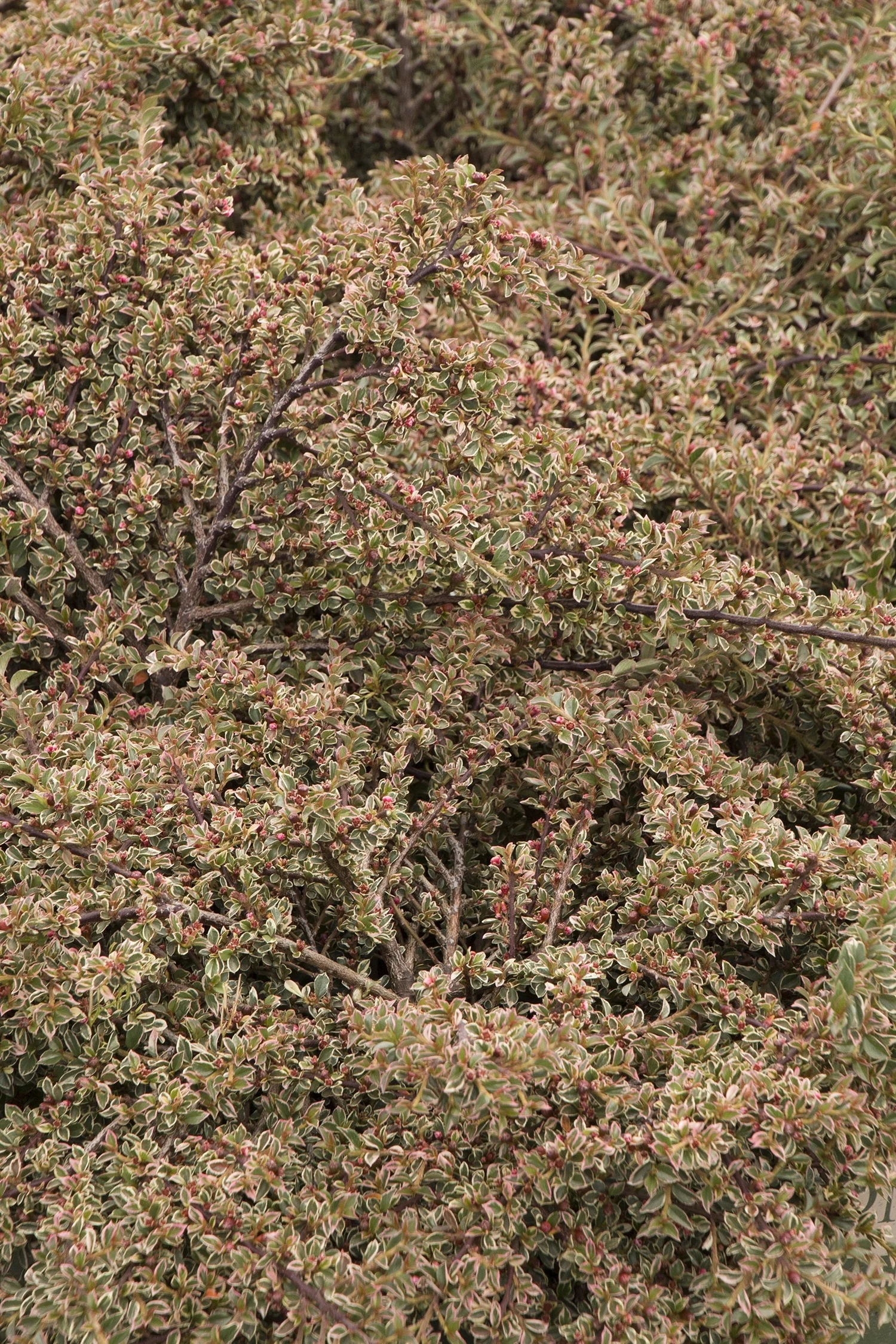 Variegated Rock Cotoneaster 2 Variegated Rock Cotoneaster