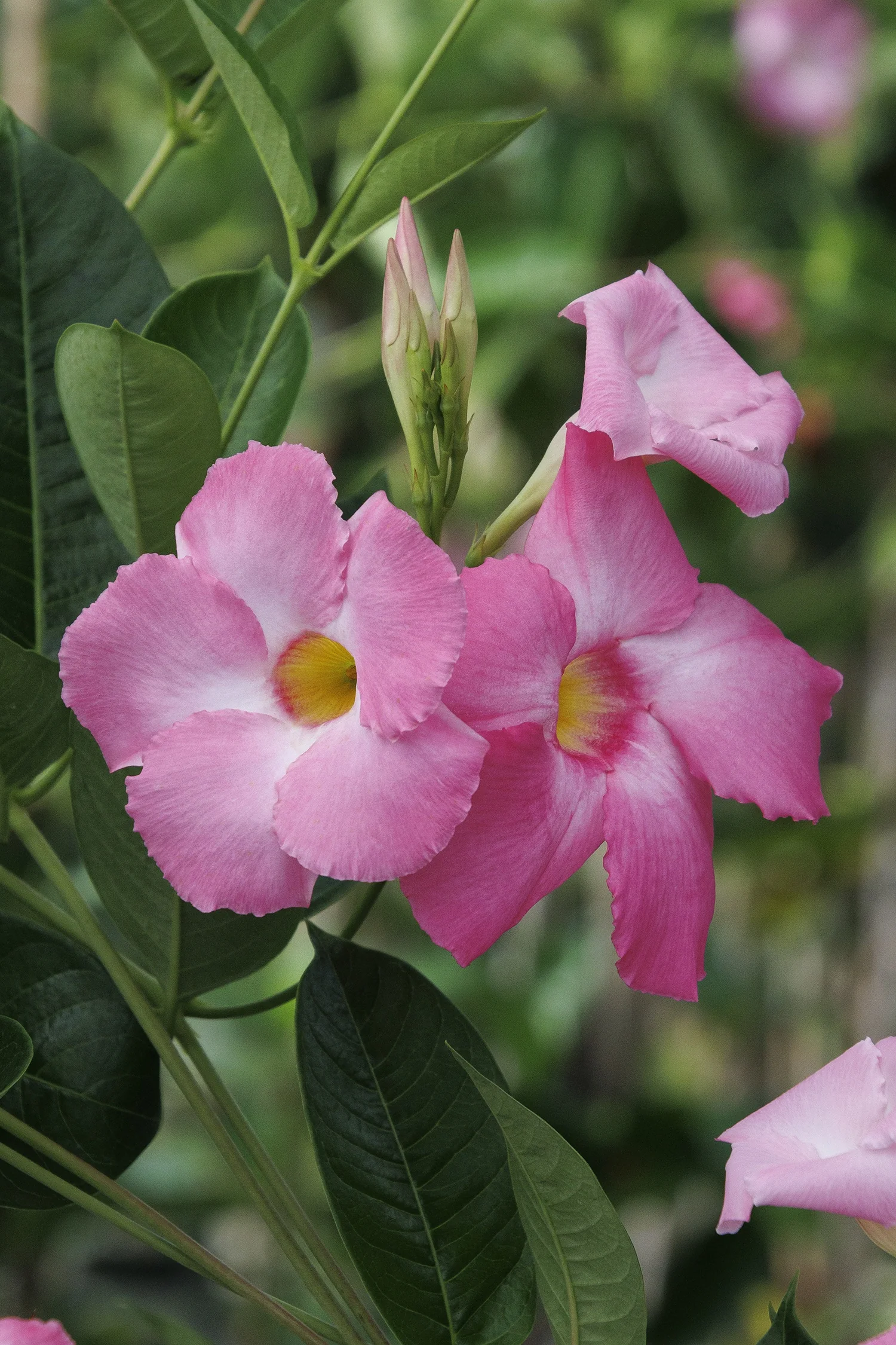 Sun Parasol® Giant Pink Mandevilla 2 Sun Parasol® Giant Pink Mandevilla