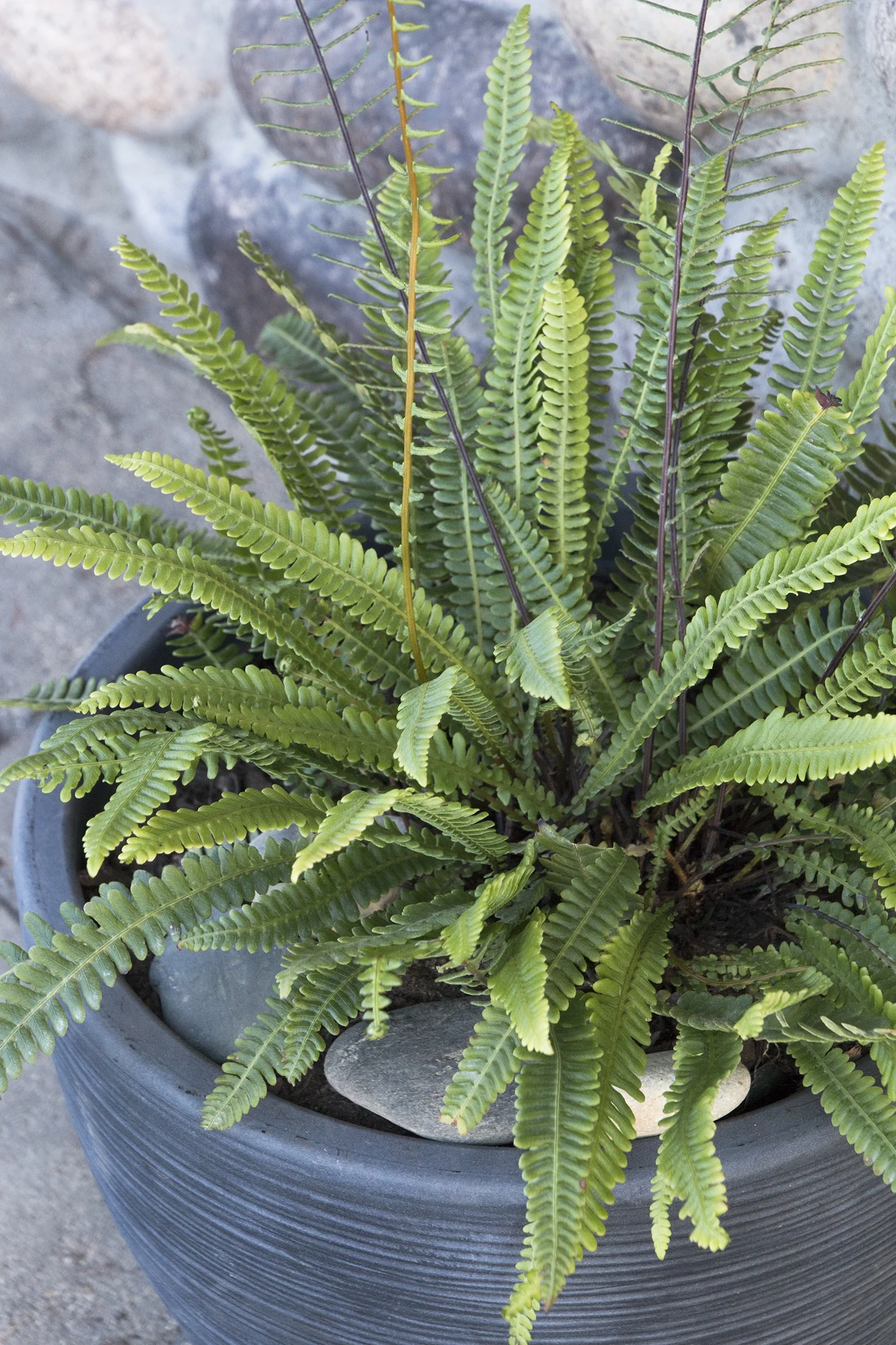 Deer Fern 7 Deer Fern