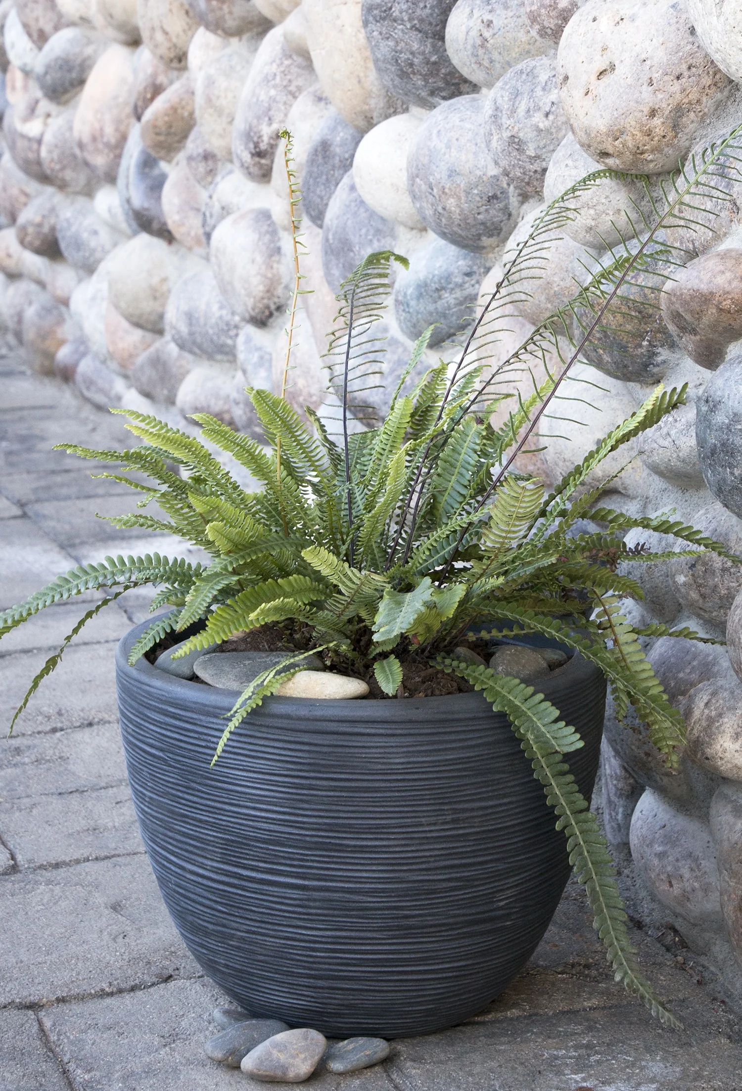 Deer Fern
