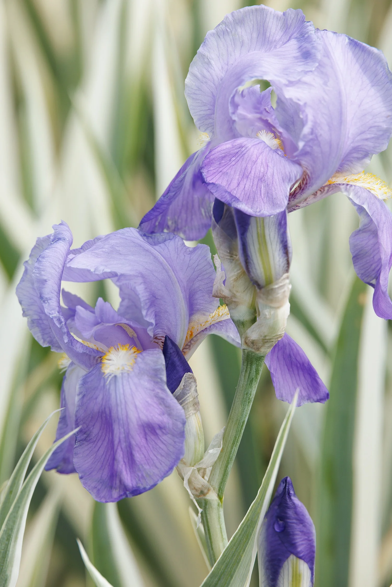 Variegated Sweet Iris