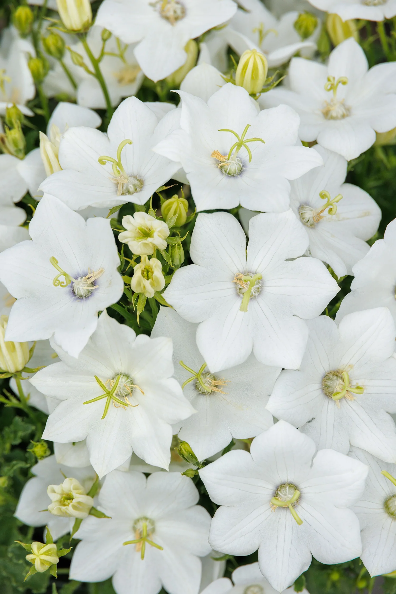 Pristar™ White Bellflower 1 Pristar™ White Bellflower
