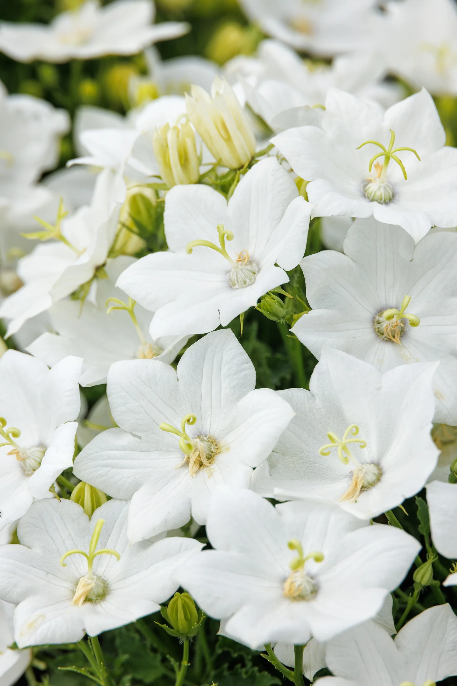 Pristar™ White Bellflower 2 Pristar™ White Bellflower