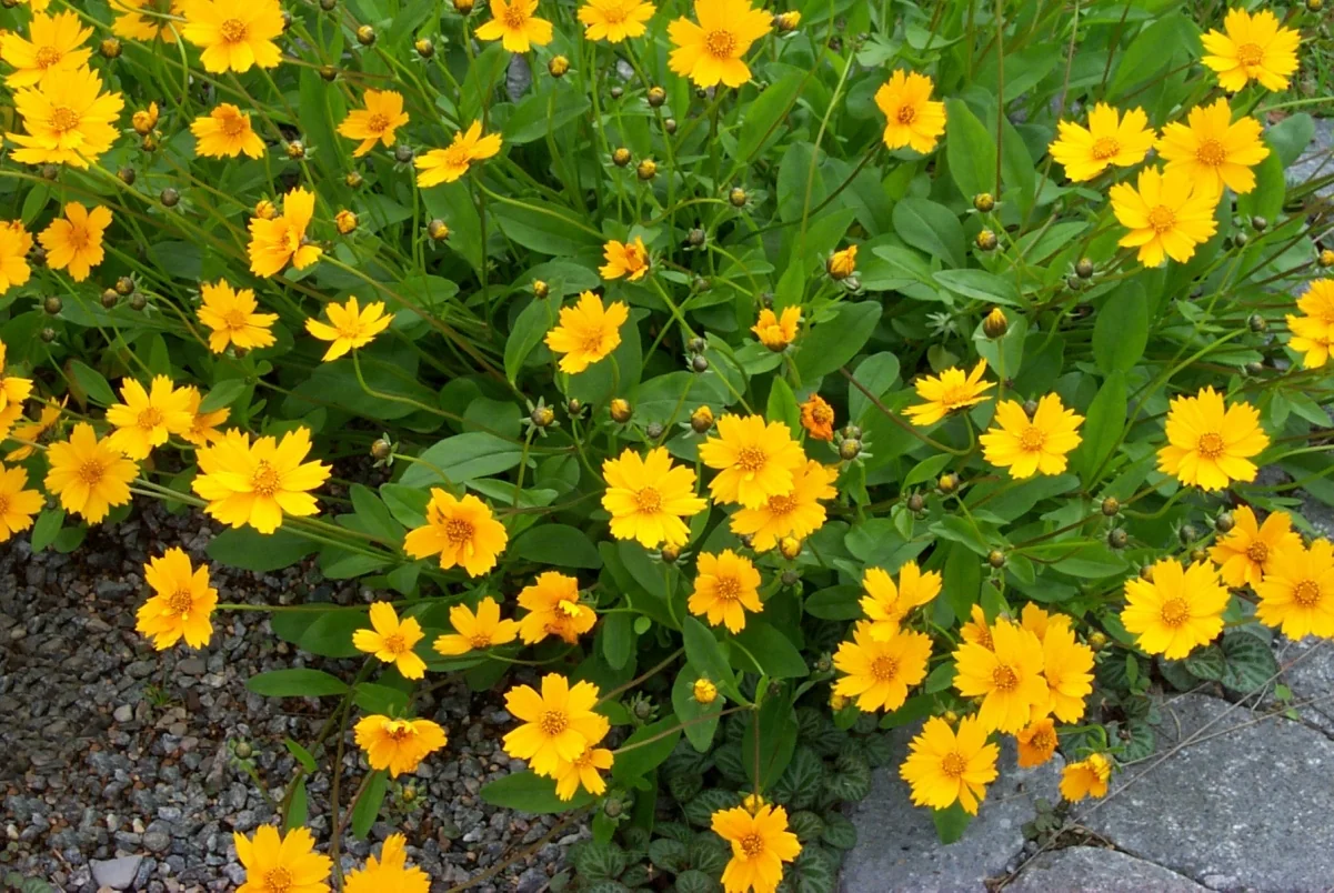Dwarf Coreopsis 3 Dwarf Coreopsis