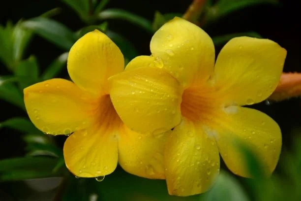 Yellow Mandevilla