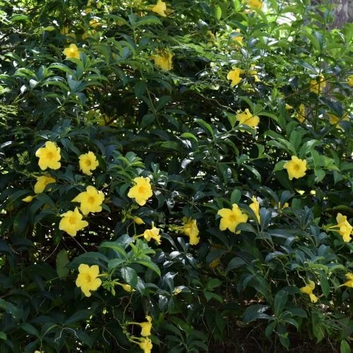 Yellow Mandevilla