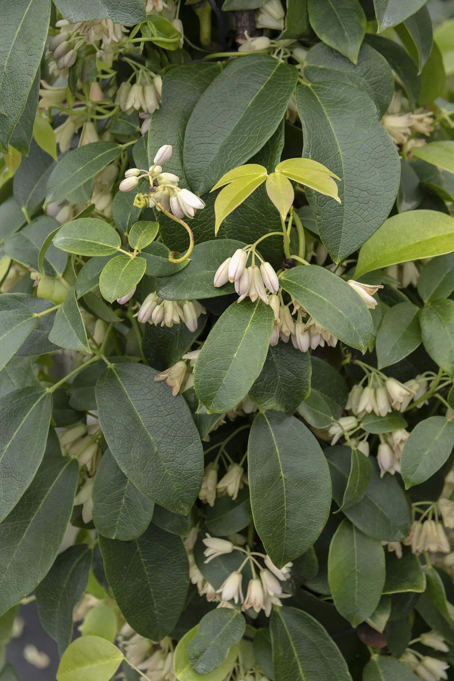 Cathedral Gem Sausage Vine