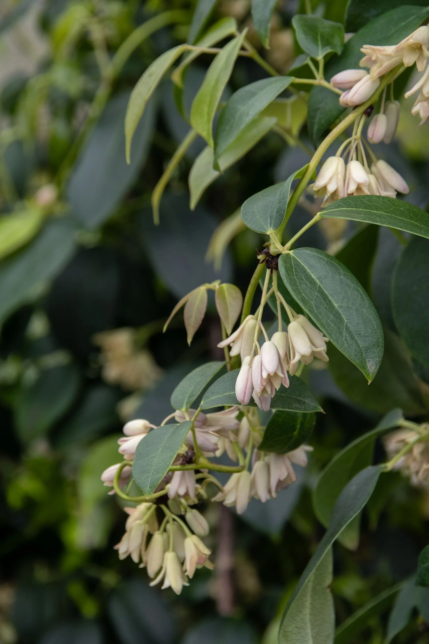 Cathedral Gem Sausage Vine