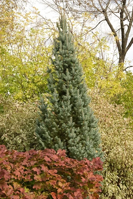 Iseli Fastigiate Colorado Spruce 5 Iseli Fastigiate Colorado Spruce