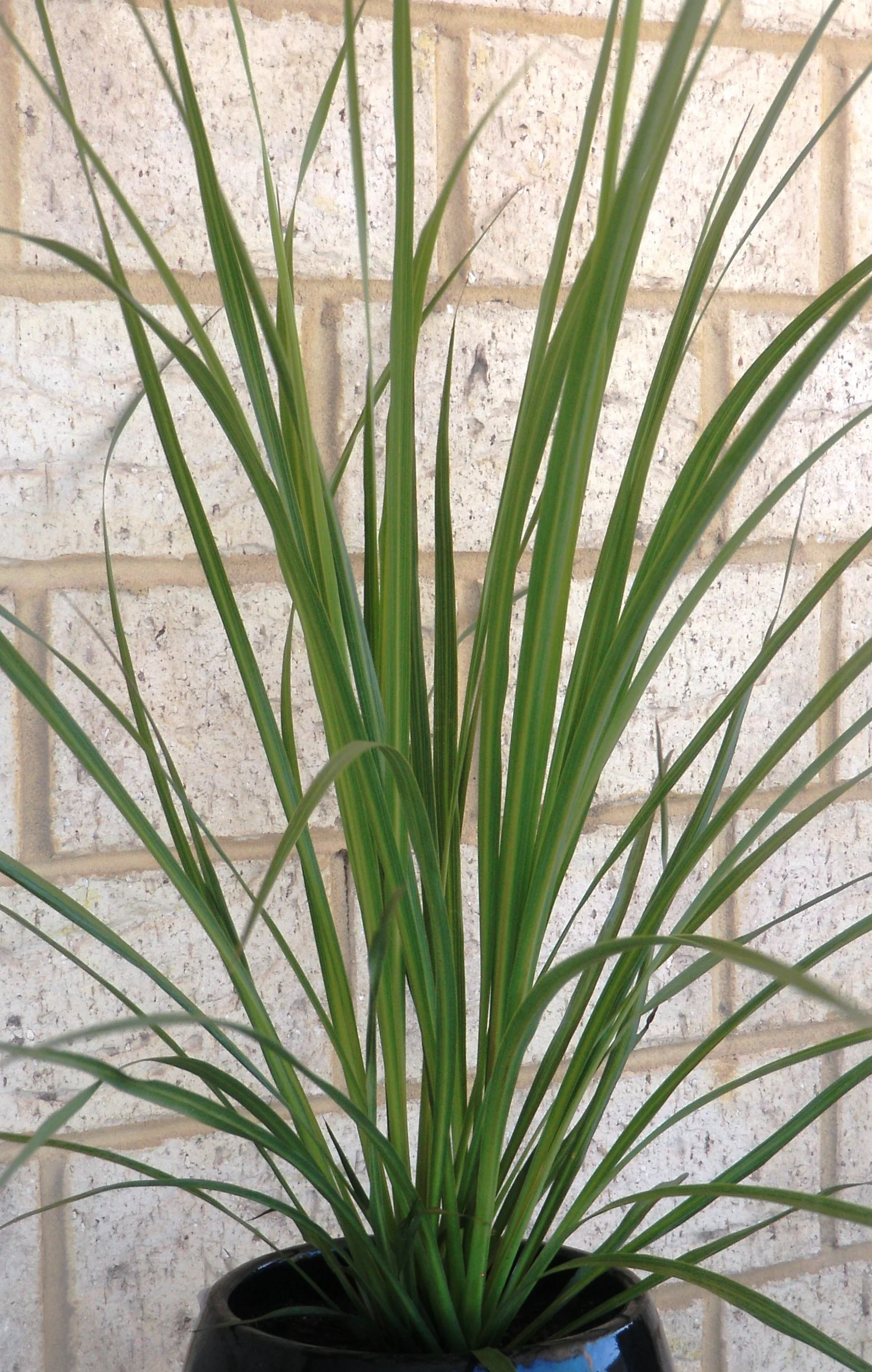 Festival ™ Lime Cordyline 5 Festival ™ Lime Cordyline