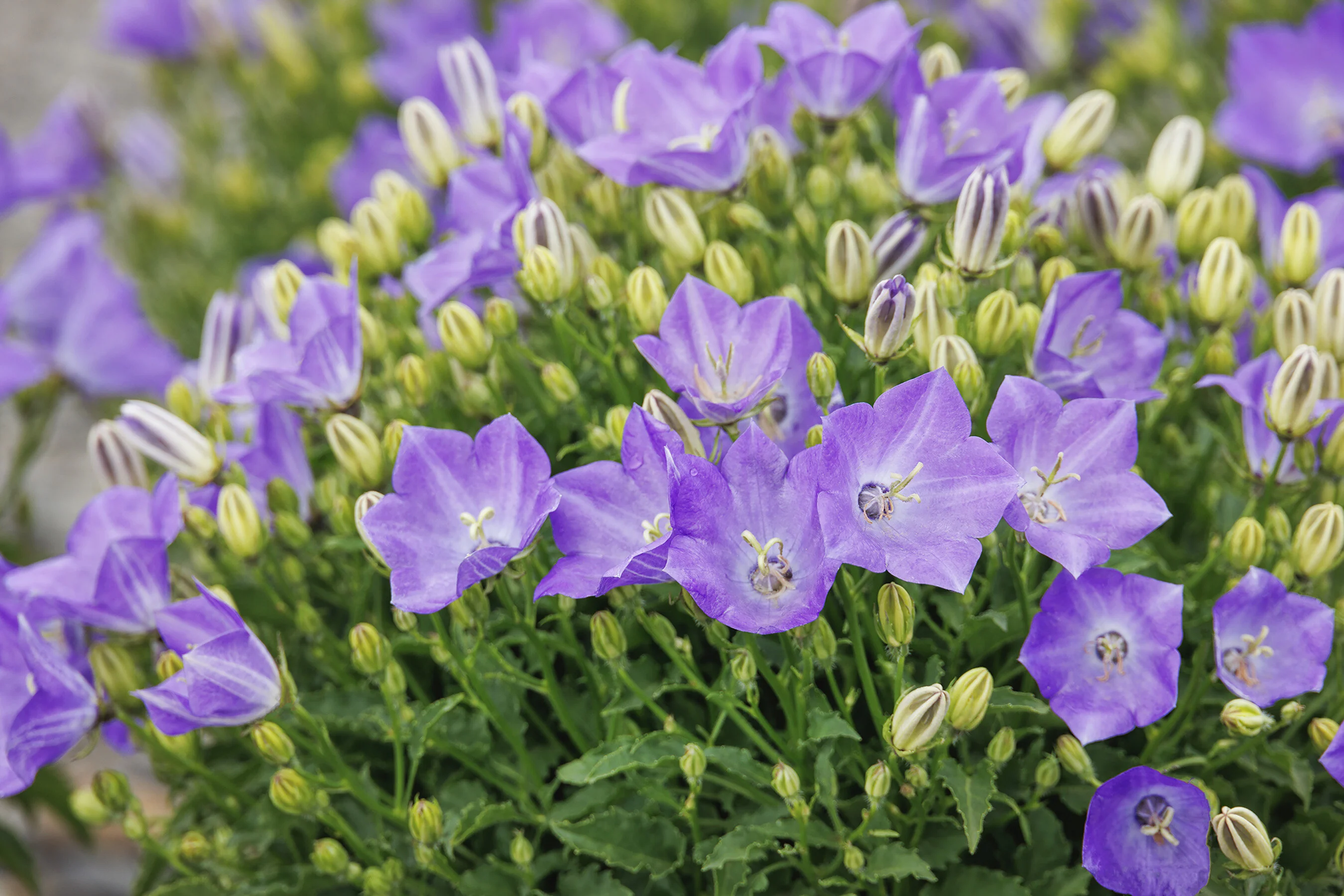 Pristar™ Deep Blue Bellflower 4 Pristar™ Deep Blue Bellflower