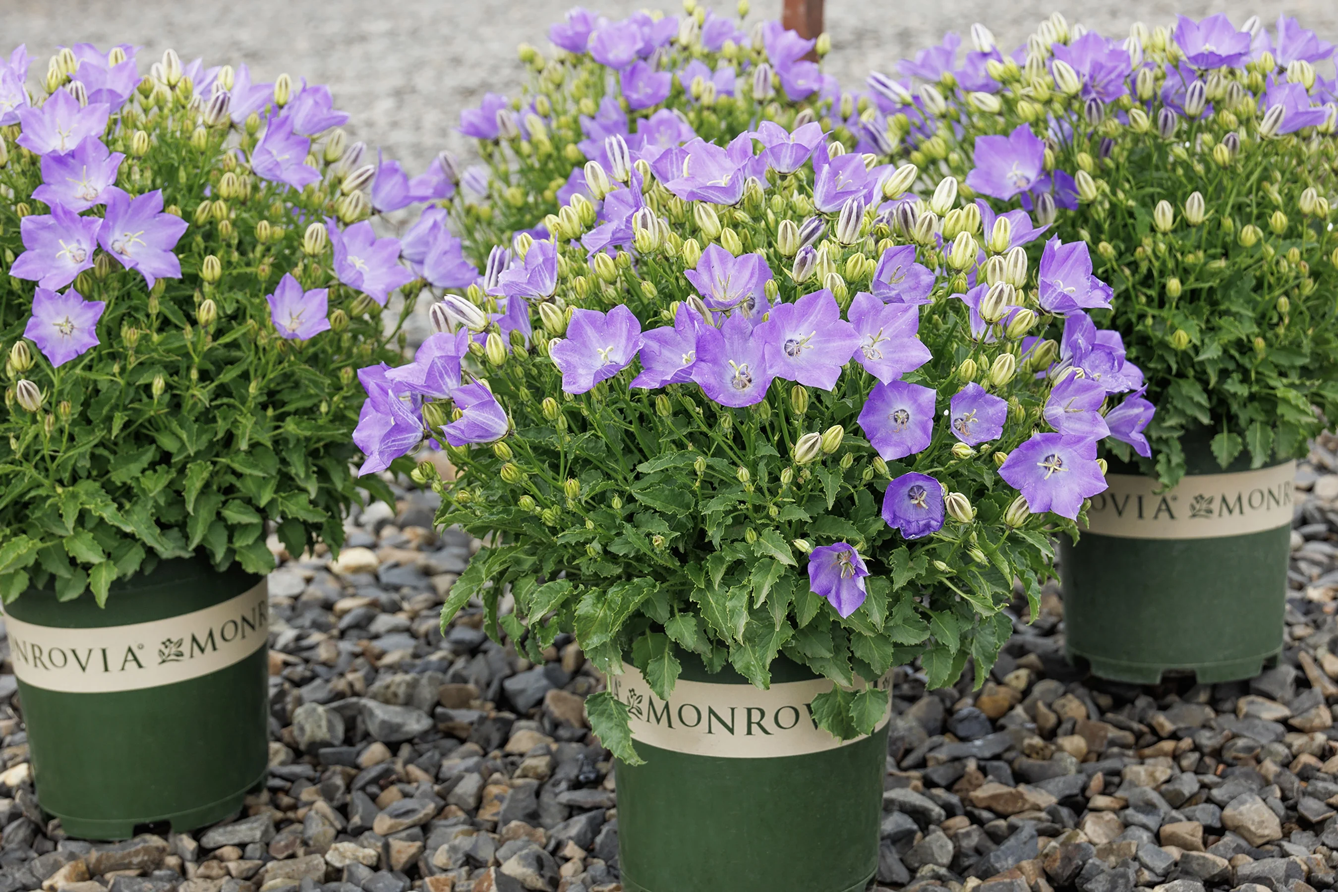 Pristar™ Deep Blue Bellflower 2 Pristar™ Deep Blue Bellflower