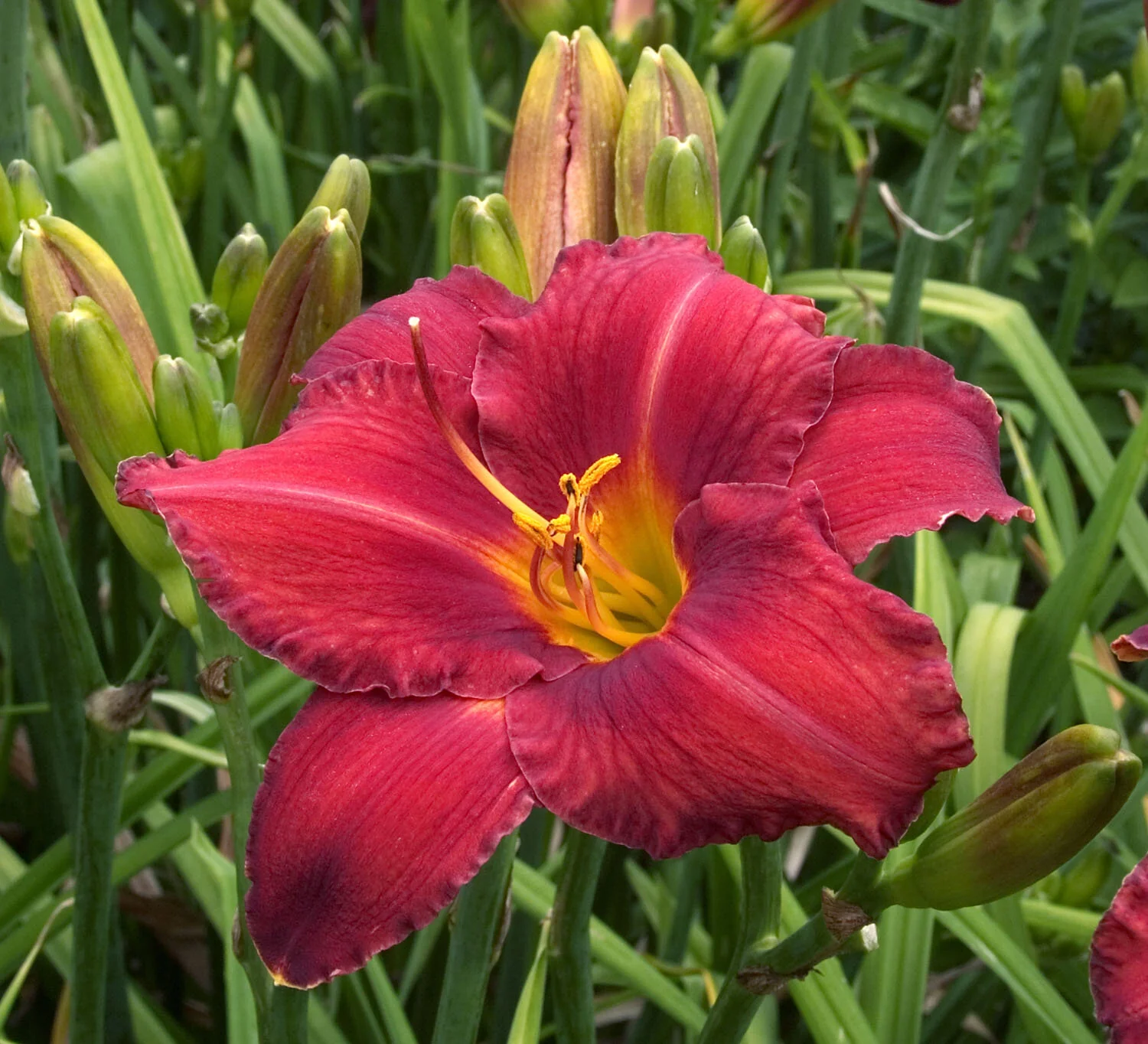 Chicago Apache Daylily 1 Chicago Apache Daylily