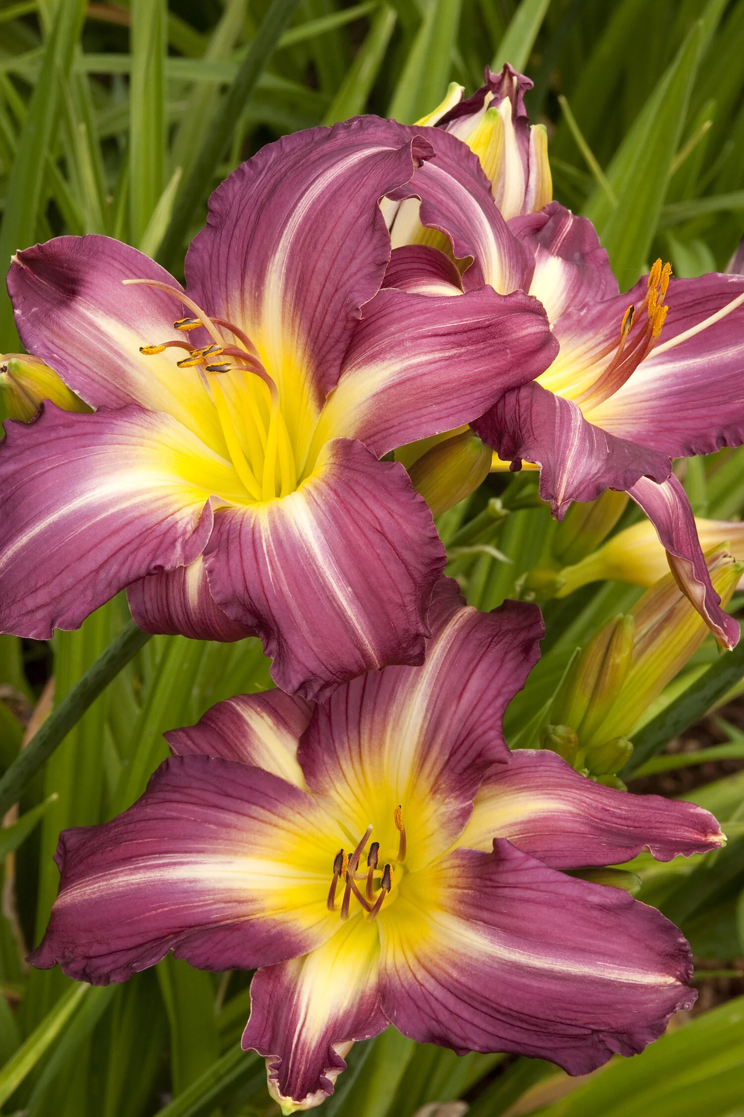 Swirling Water Daylily 2 Swirling Water Daylily