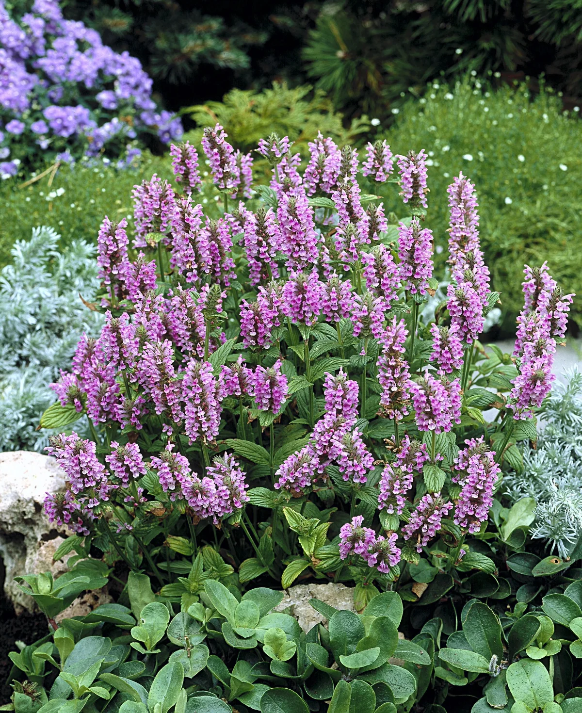 Pink Cat Catmint