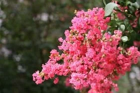 Petite Pinkie™ Crape Myrtle 16 Petite Pinkie™ Crape Myrtle