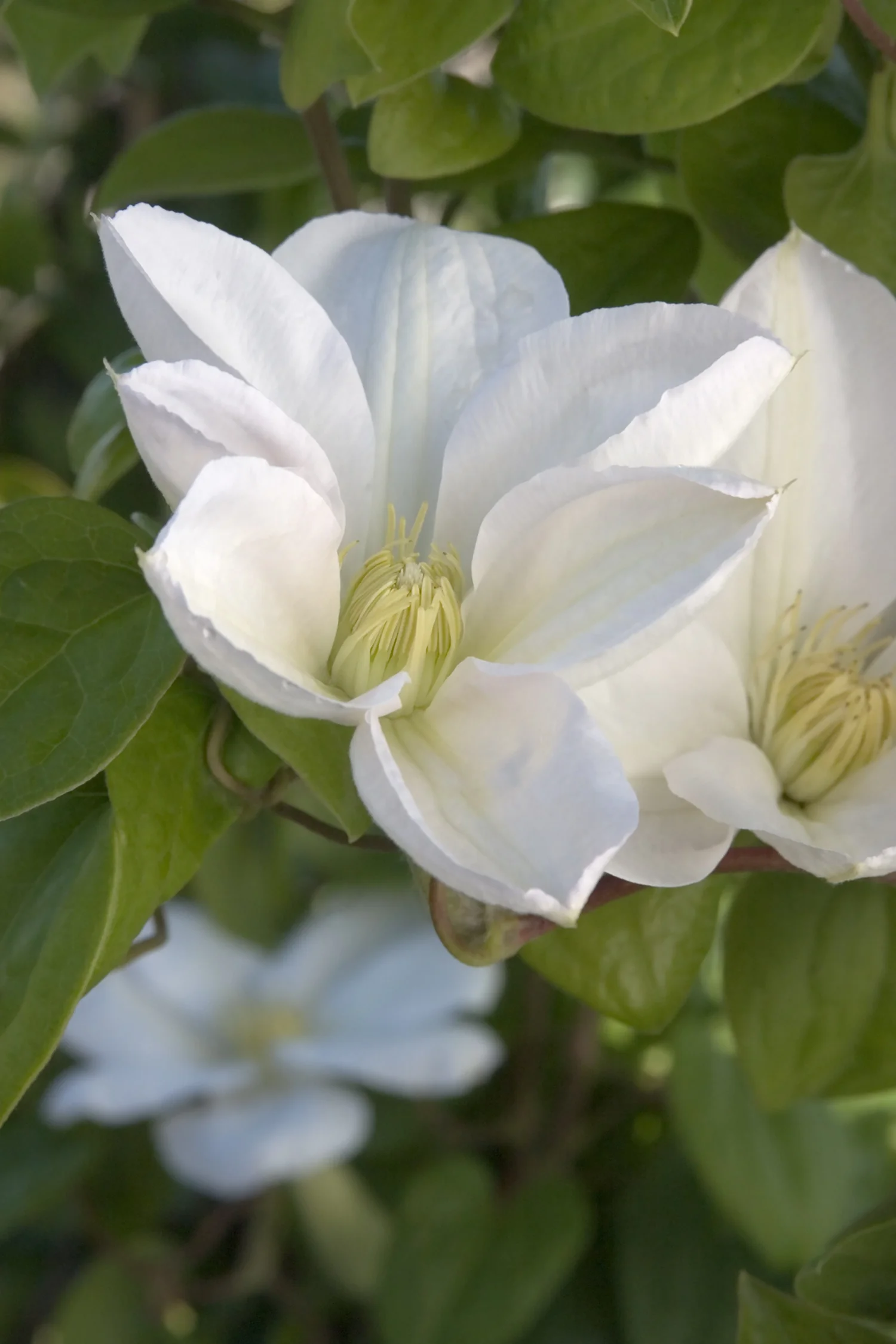 White Flowering Clematis