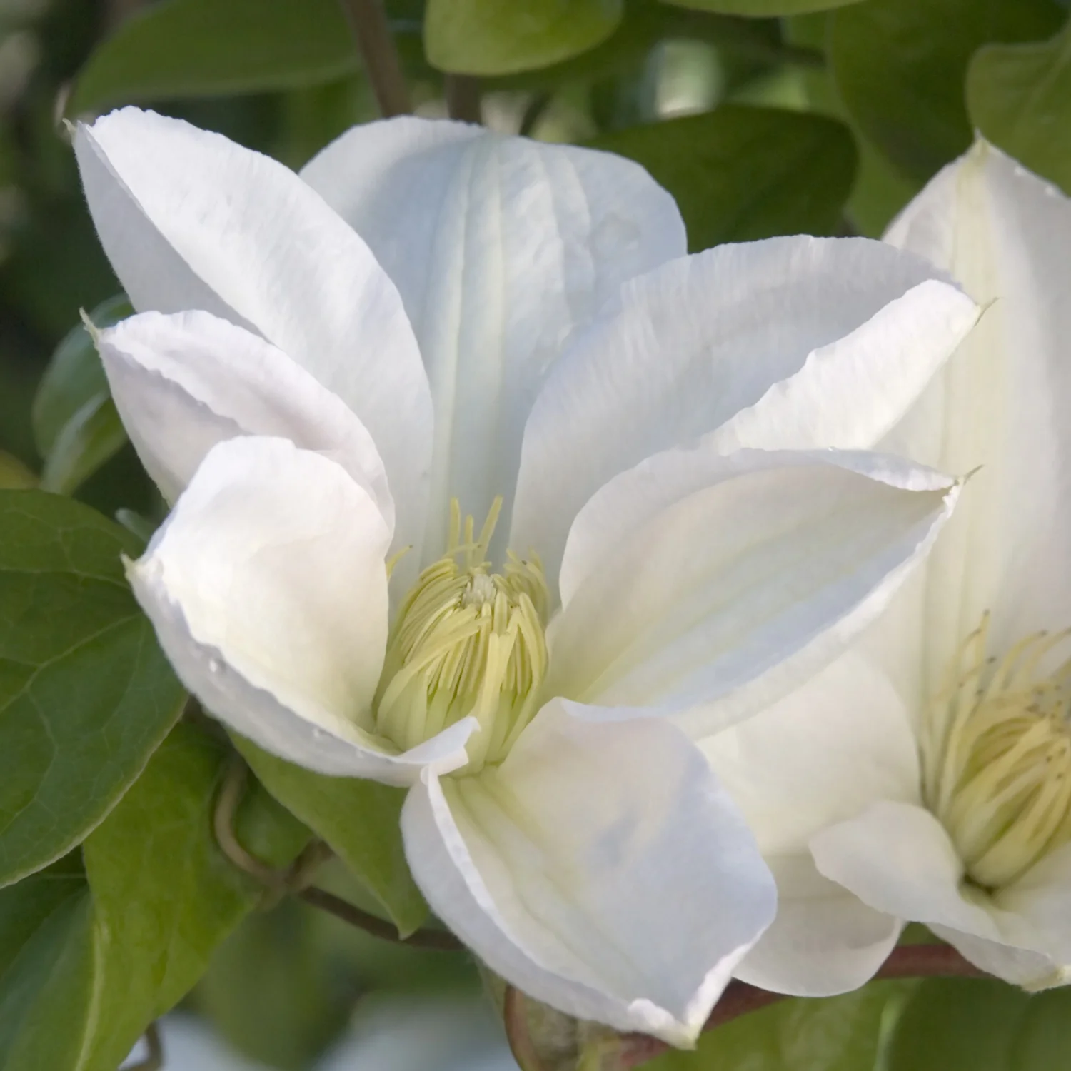 White Flowering Clematis