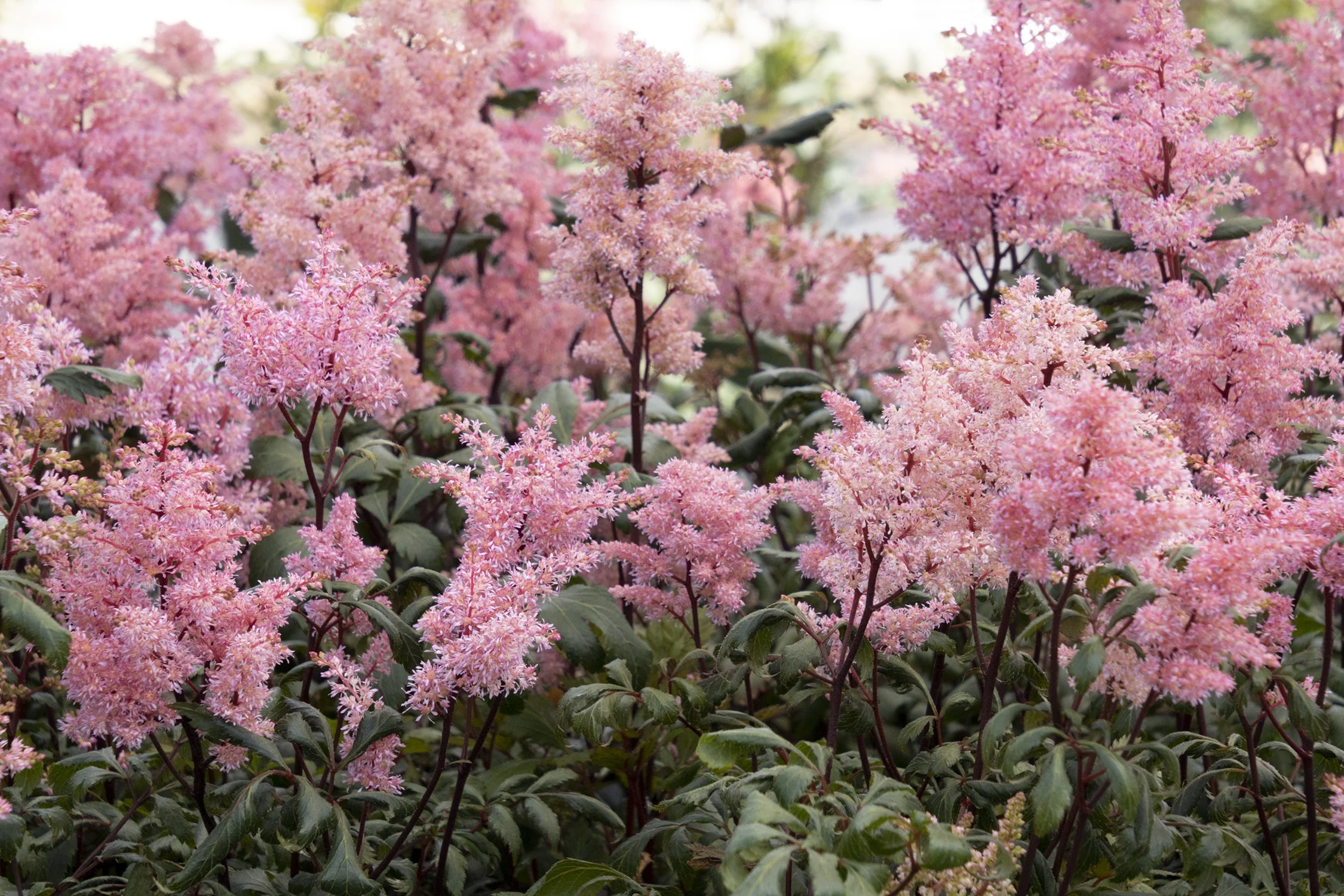 Lollypop Astilbe 8 Lollypop Astilbe