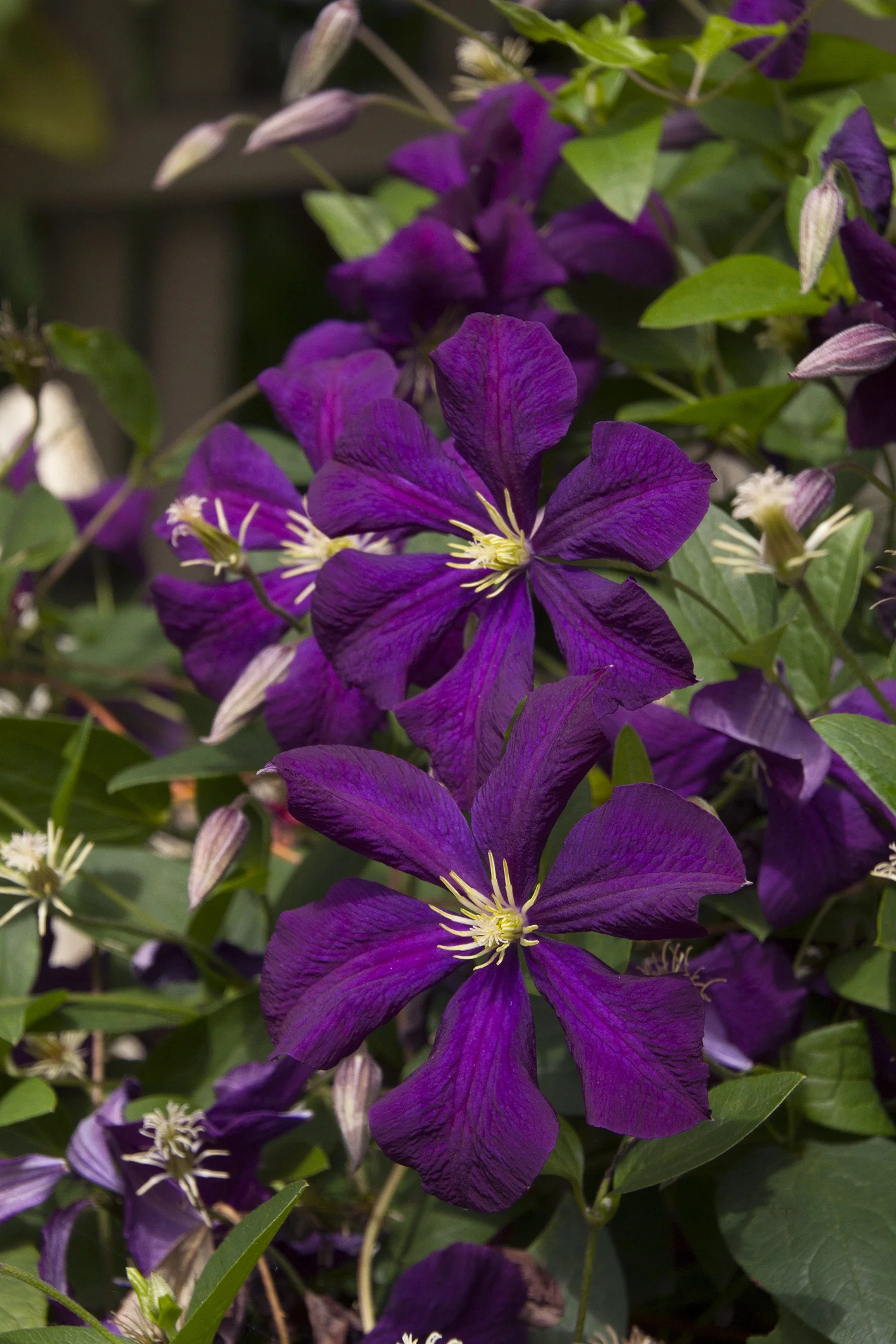 Jackman Clematis 3 Jackman Clematis