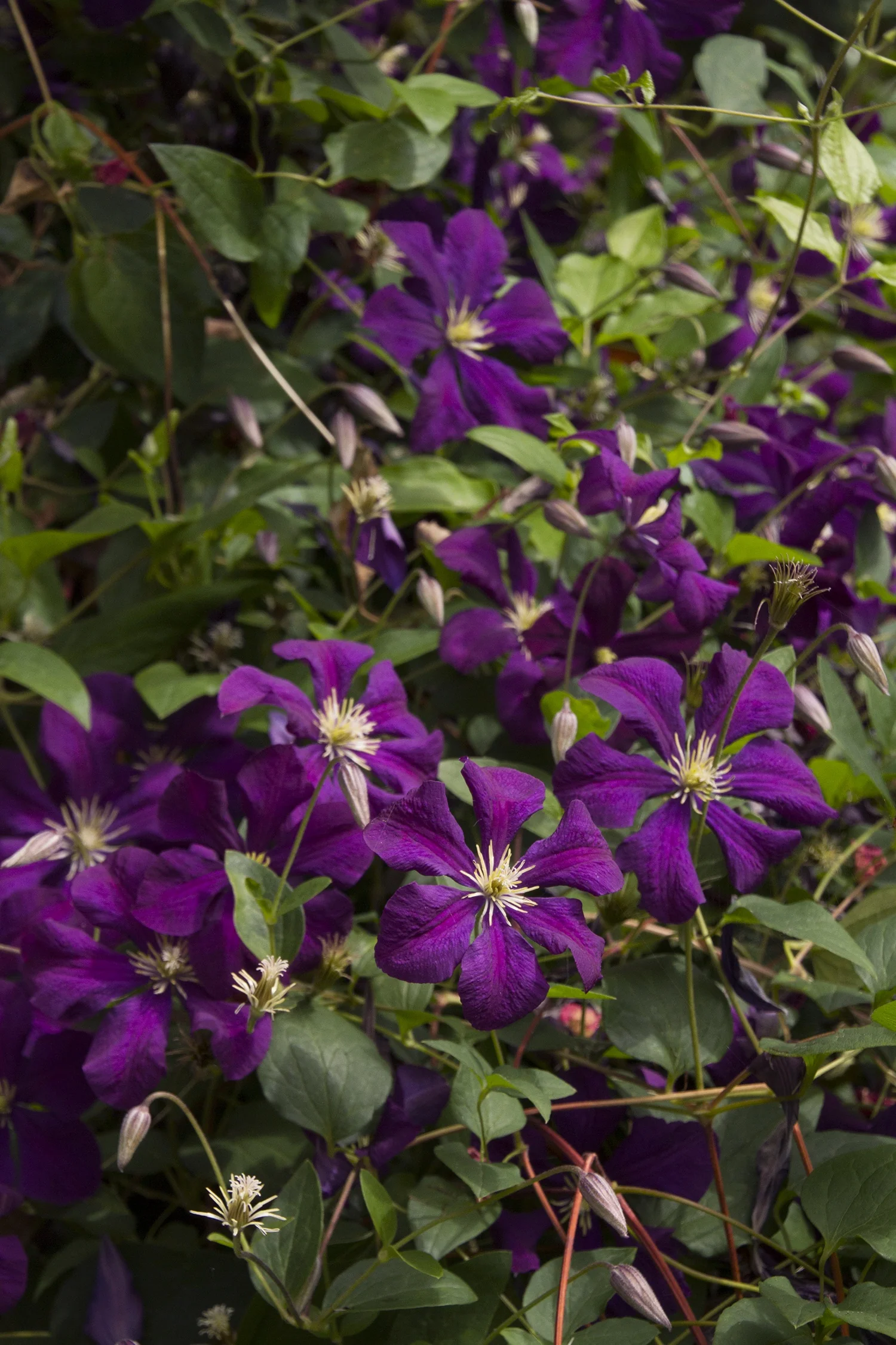 Jackman Clematis