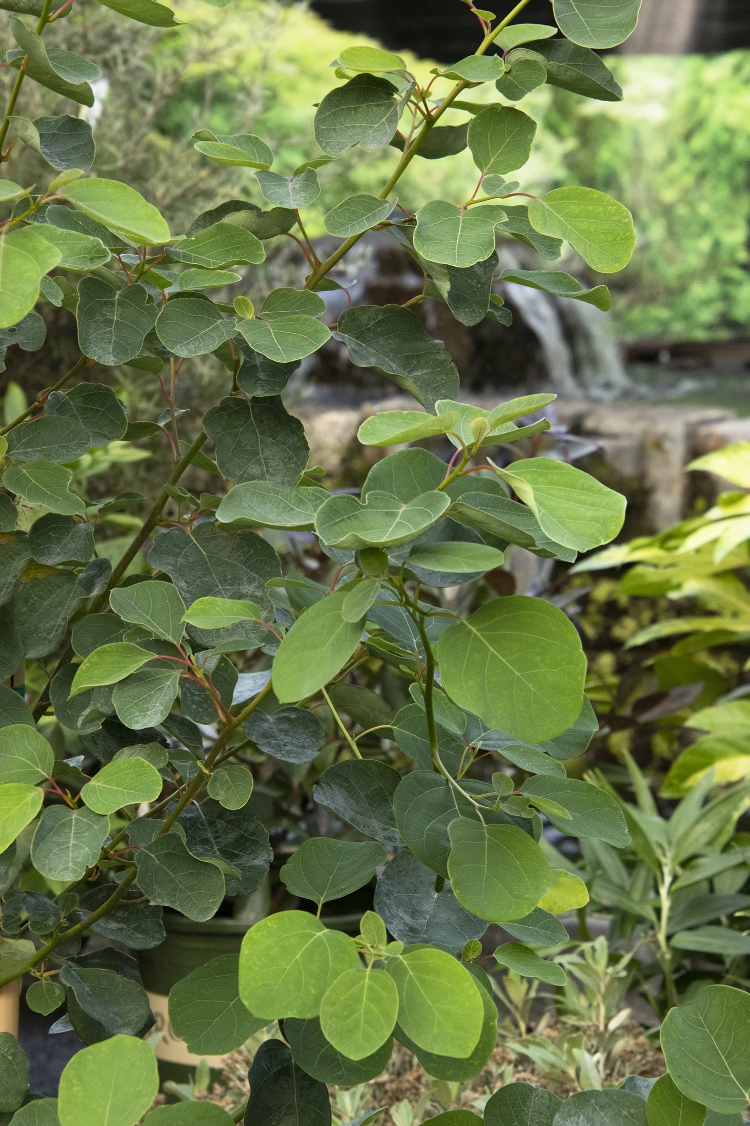Asian Essence® Litsea
