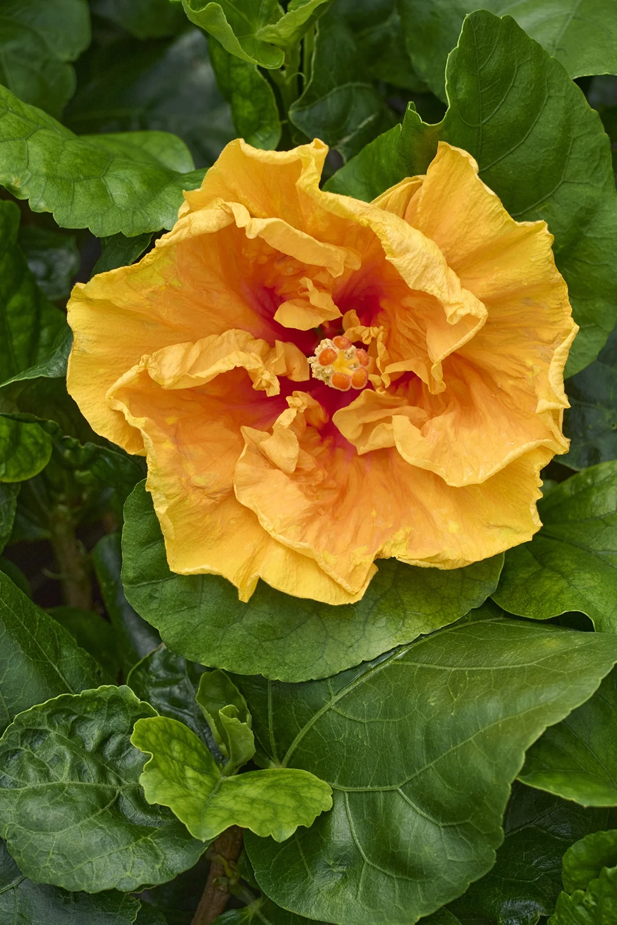 Heat Flash Cajun Hibiscus 8 Heat Flash Cajun Hibiscus