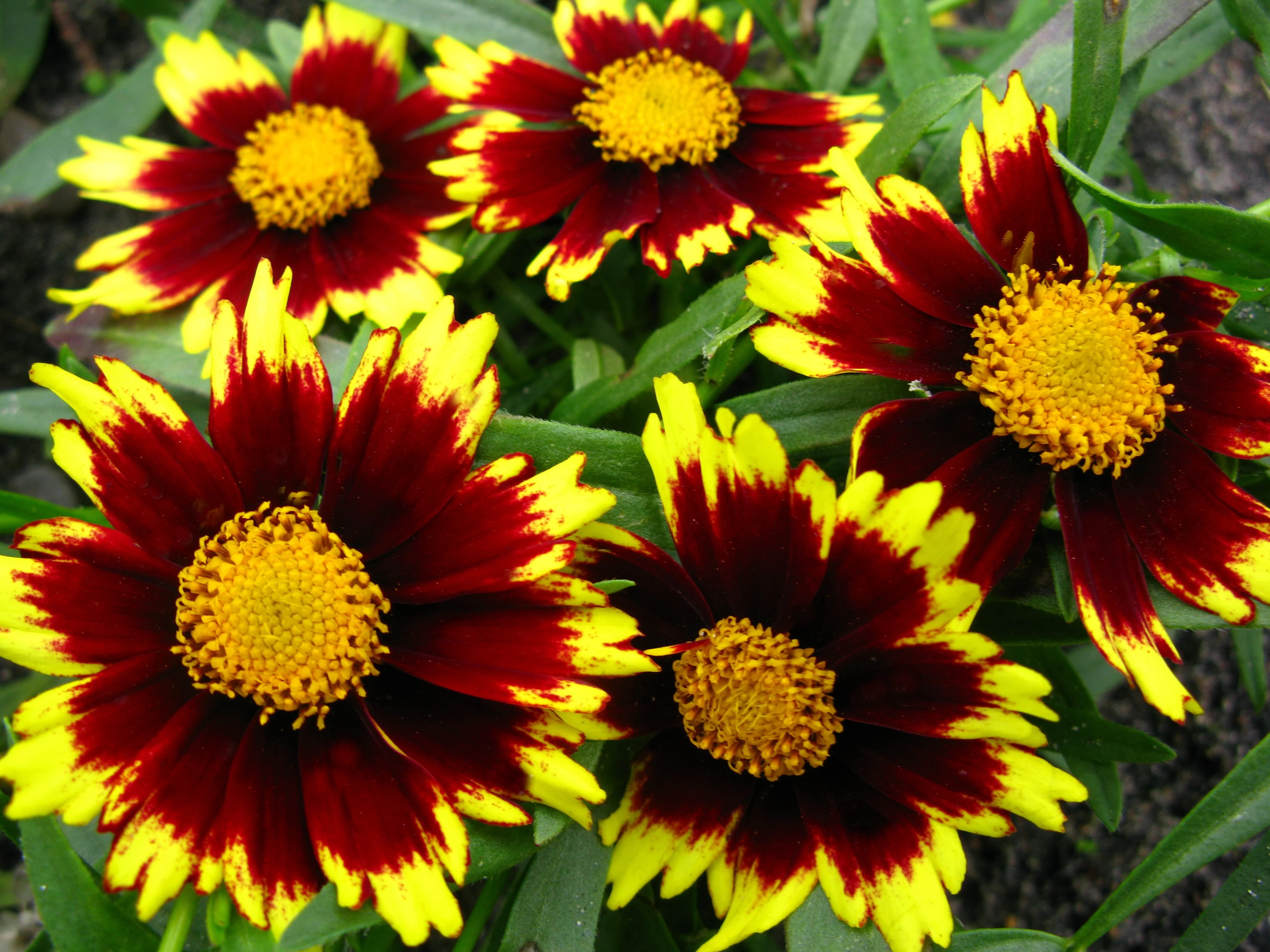 Big Bang™ Cosmic Eye Coreopsis