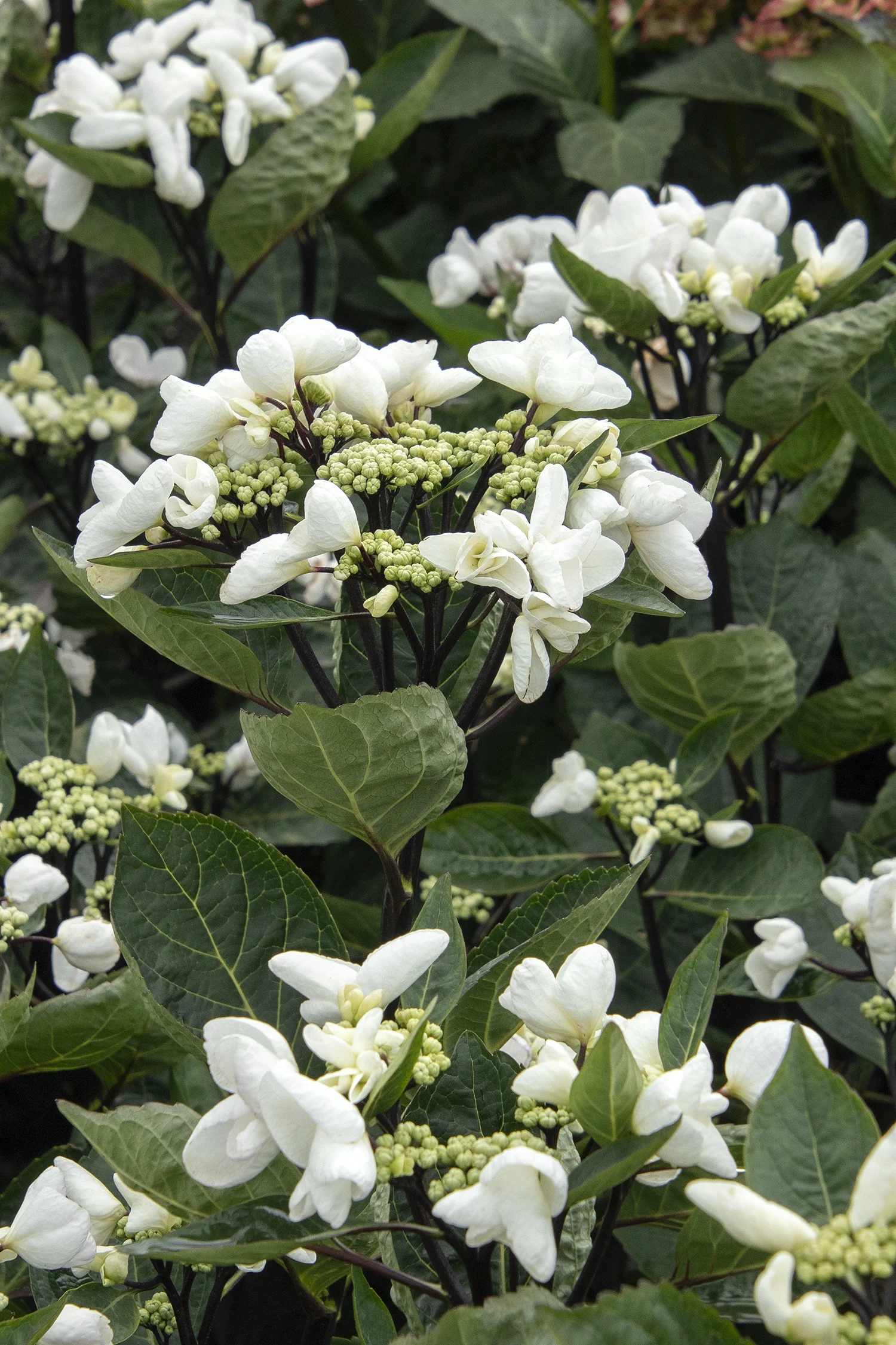 Seaside Serenade® Glacier Bay Hydrangea
