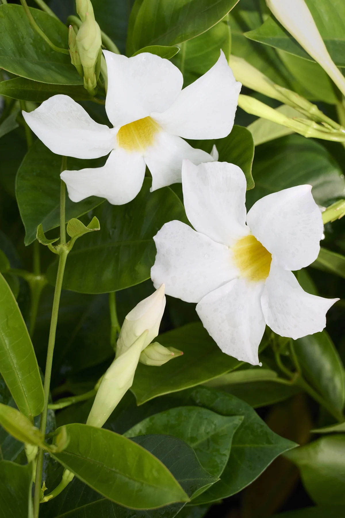Mandina™ Mandevilla Three Pack
