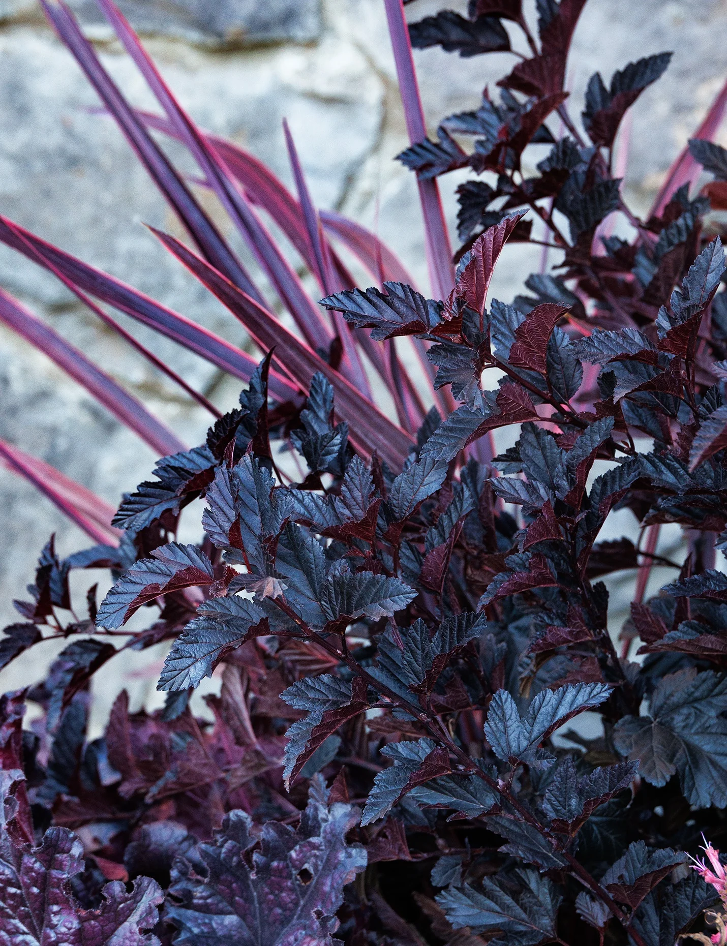 Darkstar® Ninebark