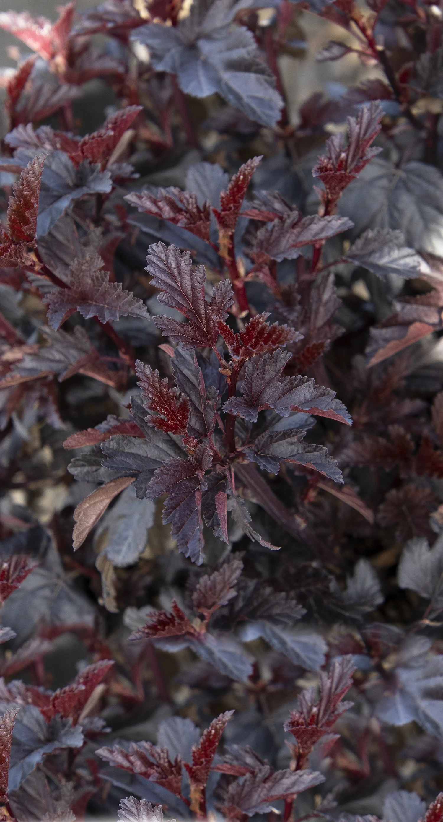 Darkstar® Ninebark