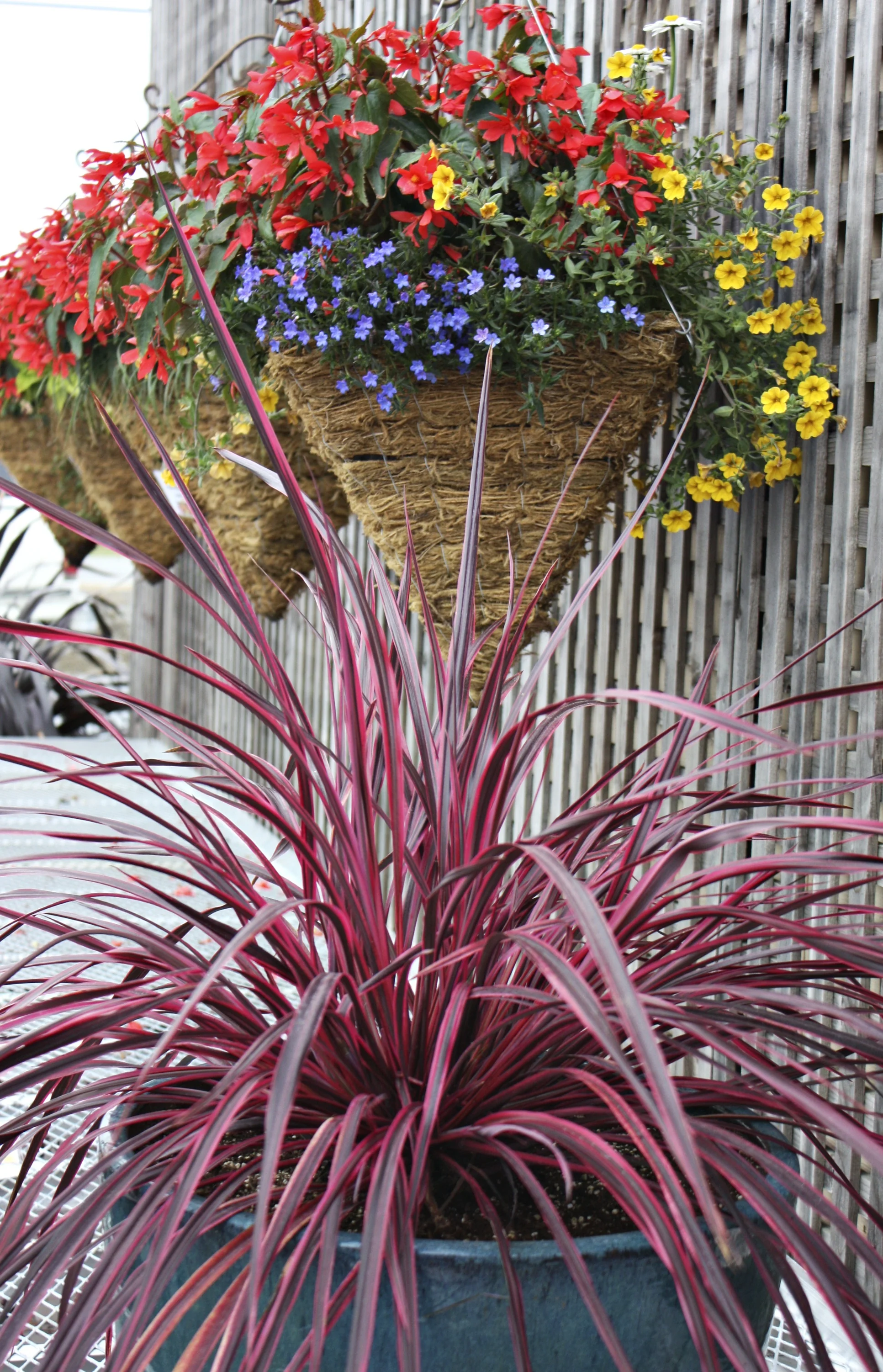 Festival™ Raspberry Cordyline 7 Festival™ Raspberry Cordyline