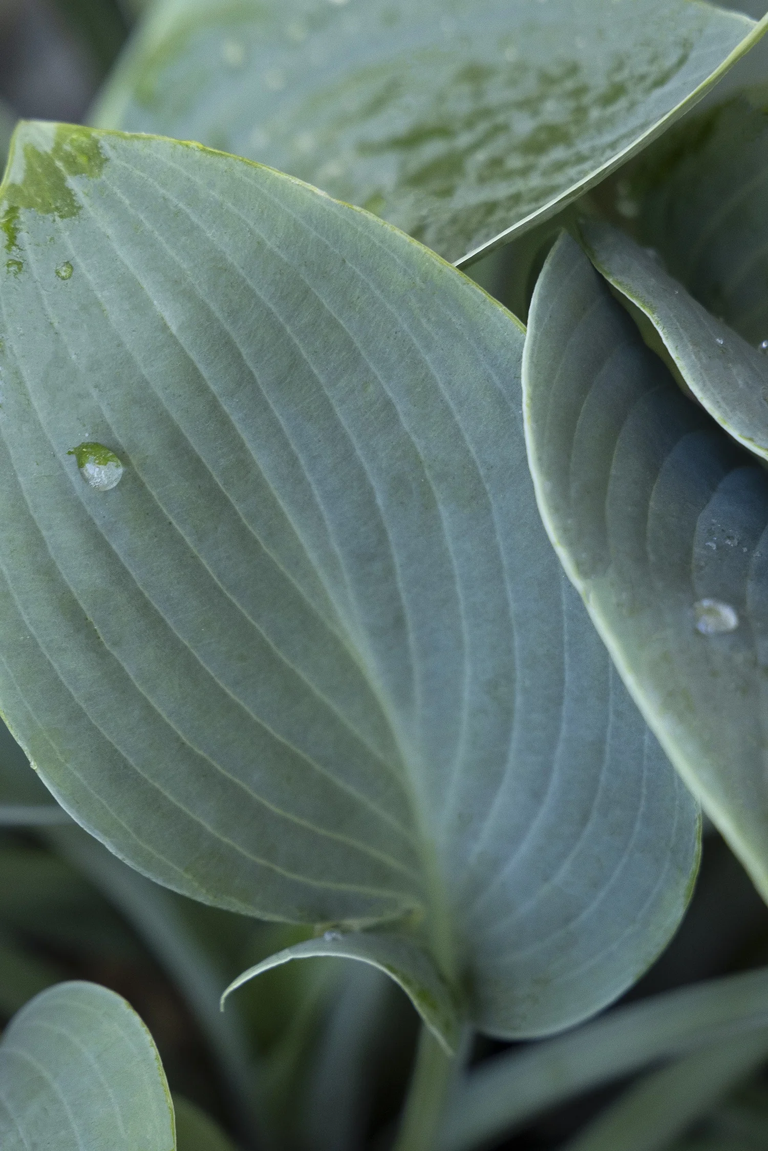 Halcyon Hosta 1 Halcyon Hosta