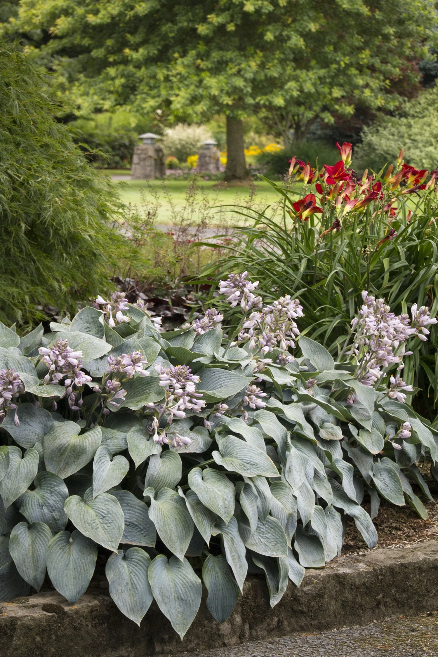 Halcyon Hosta 2 Halcyon Hosta