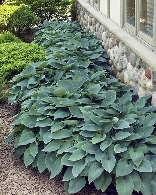 Halcyon Hosta 3 Halcyon Hosta