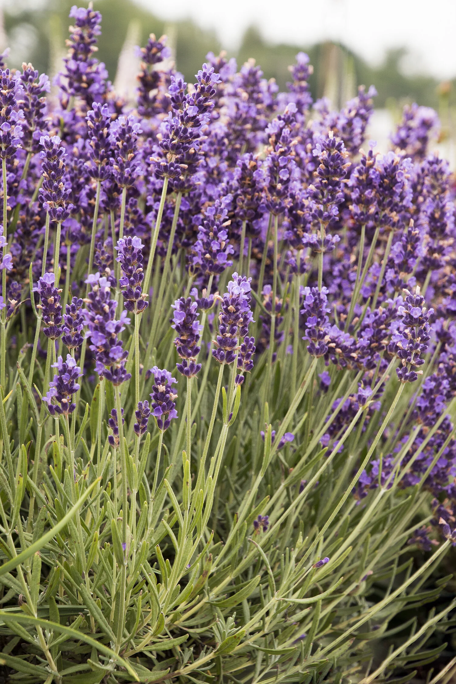 Hidcote Blue English Lavender 1 Hidcote Blue English Lavender