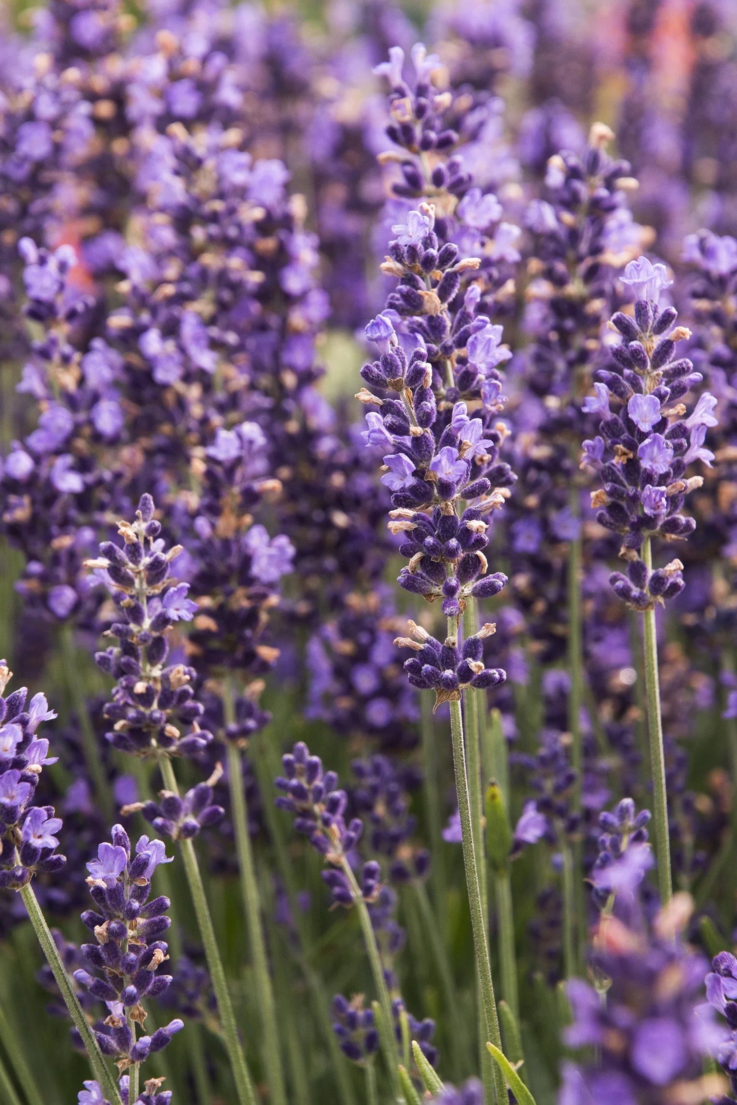 Hidcote Blue English Lavender 2 Hidcote Blue English Lavender