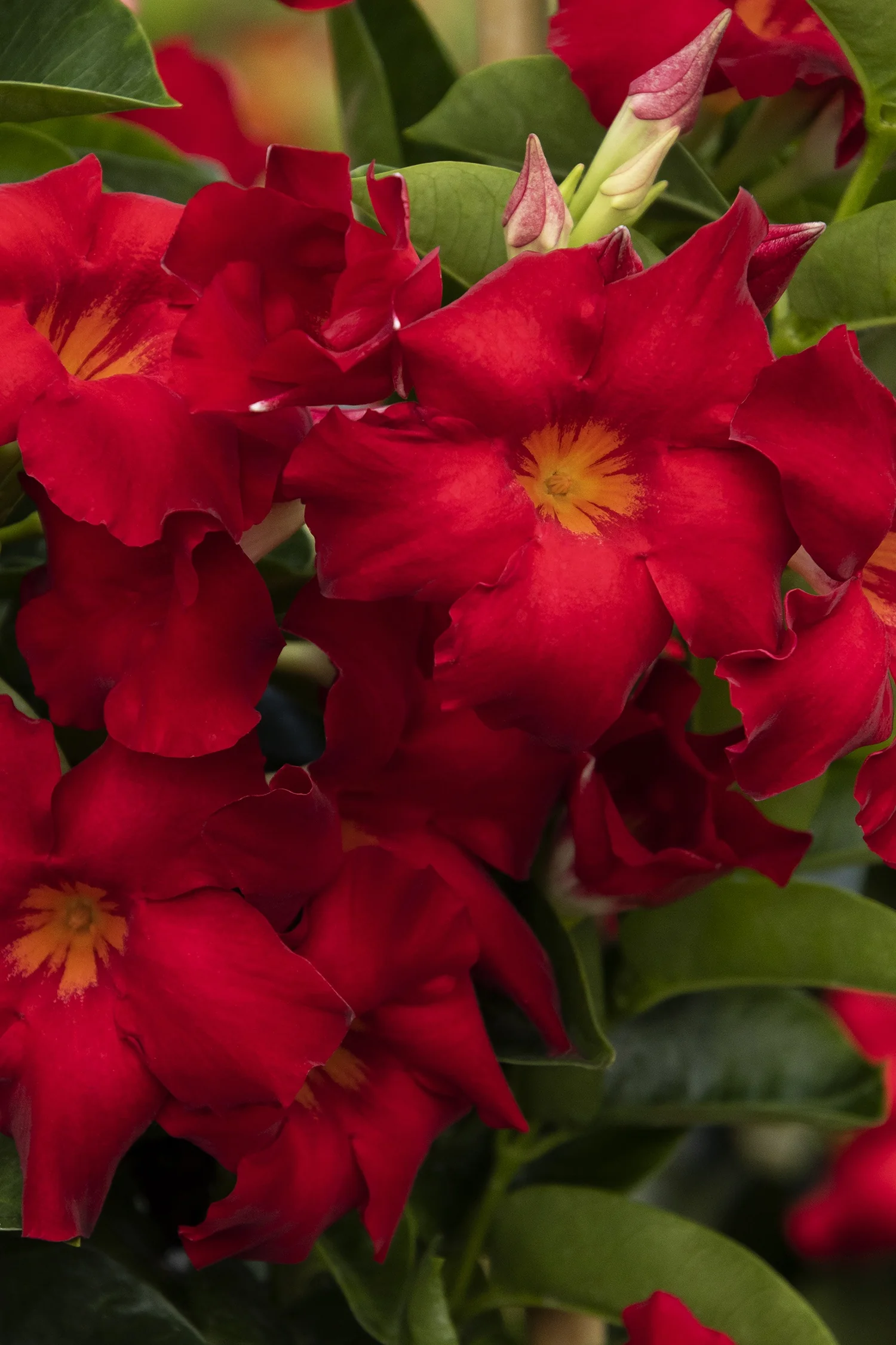 Tropical Breeze™ Velvet Red Mandevilla 1 Tropical Breeze™ Velvet Red Mandevilla
