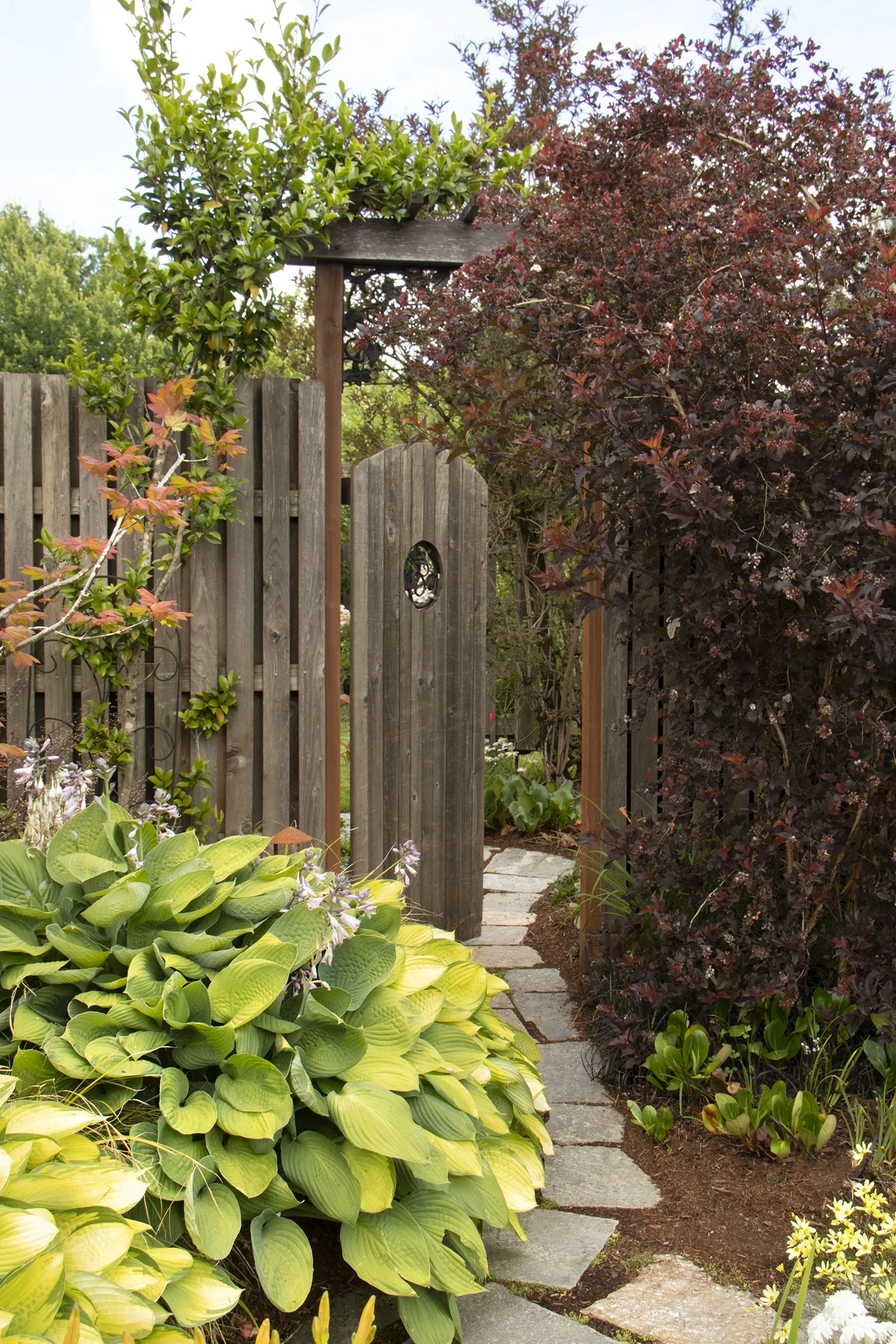 Gold Standard Hosta 5 Gold Standard Hosta