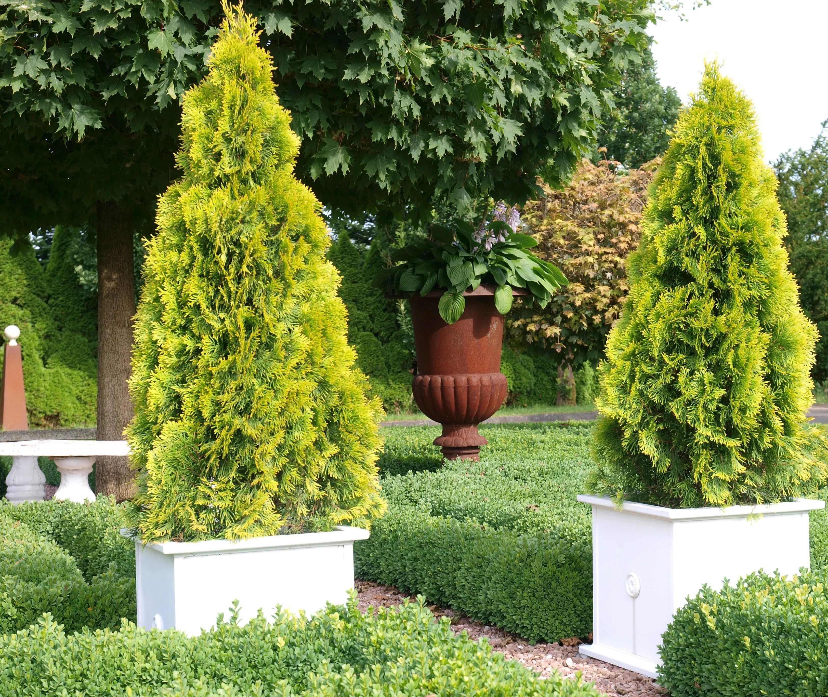 Highlights™ Arborvitae