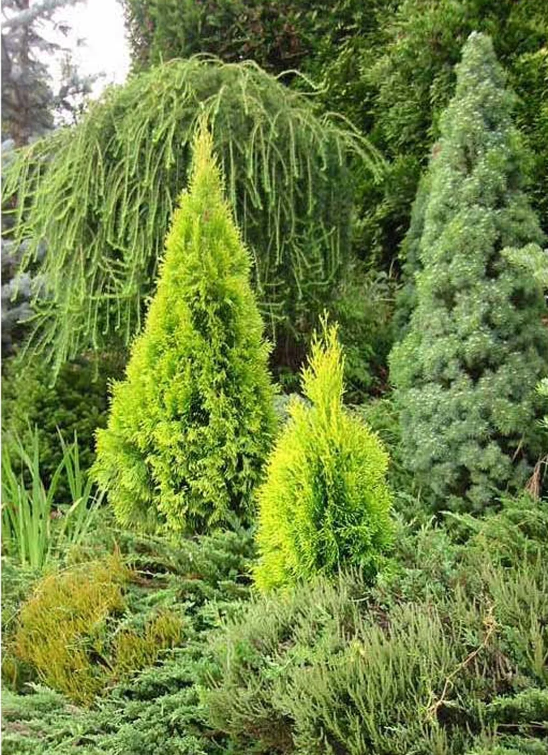 Highlights™ Arborvitae 2 Highlights™ Arborvitae