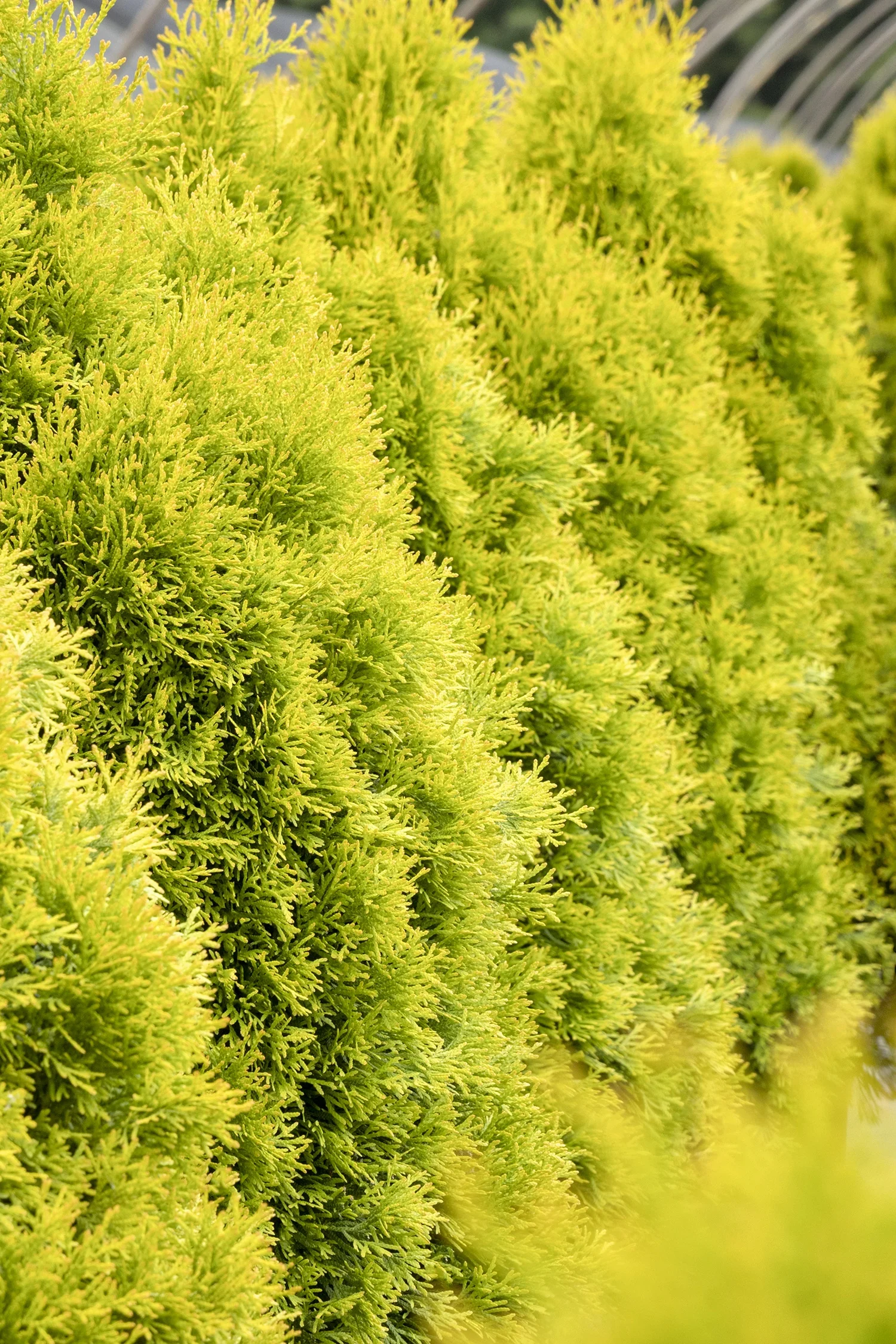 Highlights™ Arborvitae 3 Highlights™ Arborvitae