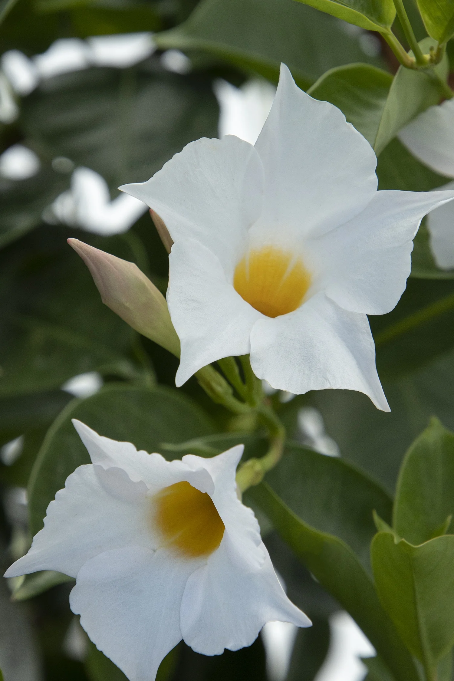 Sunvilla® White Mandevilla 1 Sunvilla® White Mandevilla