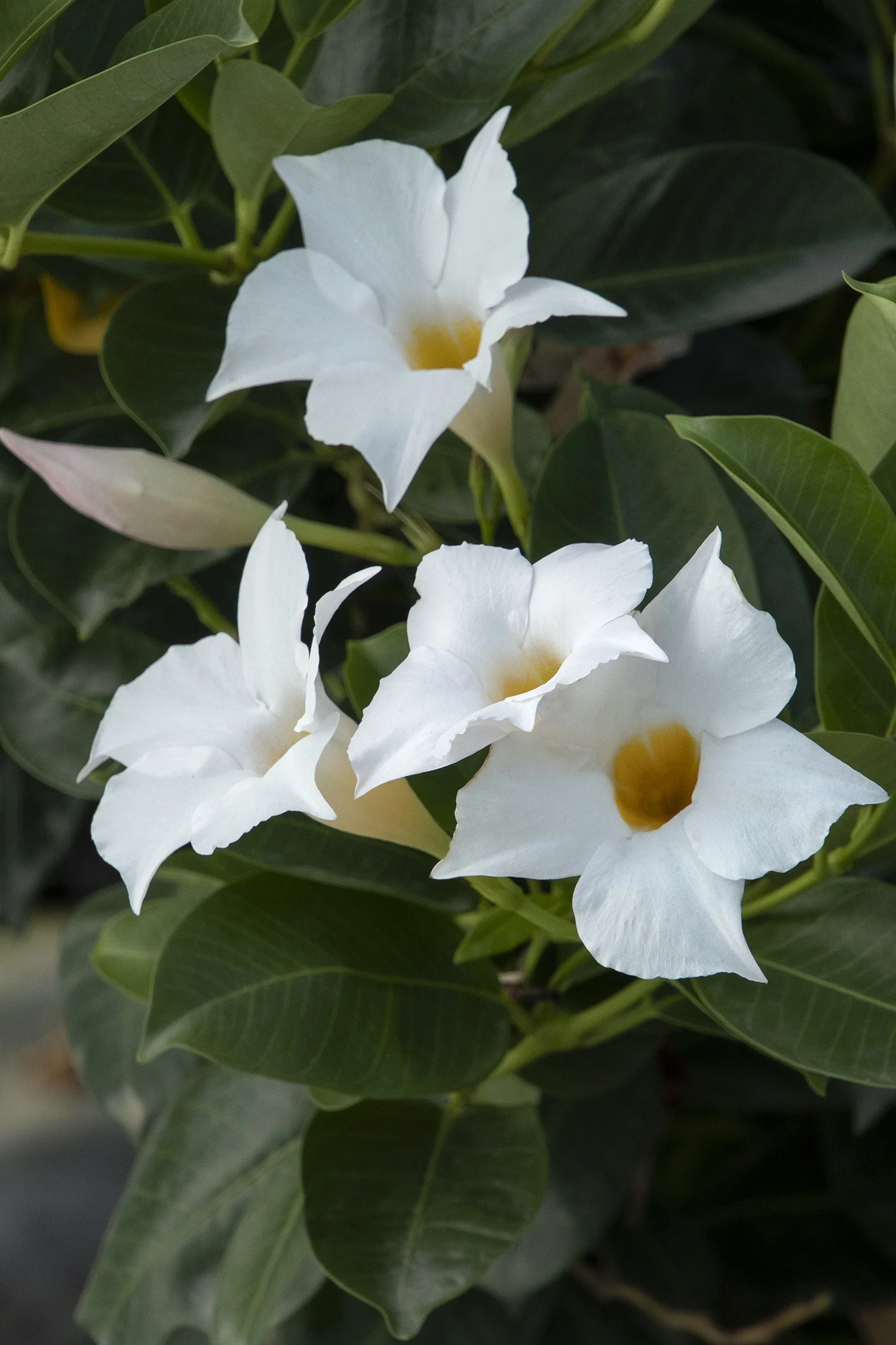 Sunvilla® White Mandevilla 2 Sunvilla® White Mandevilla